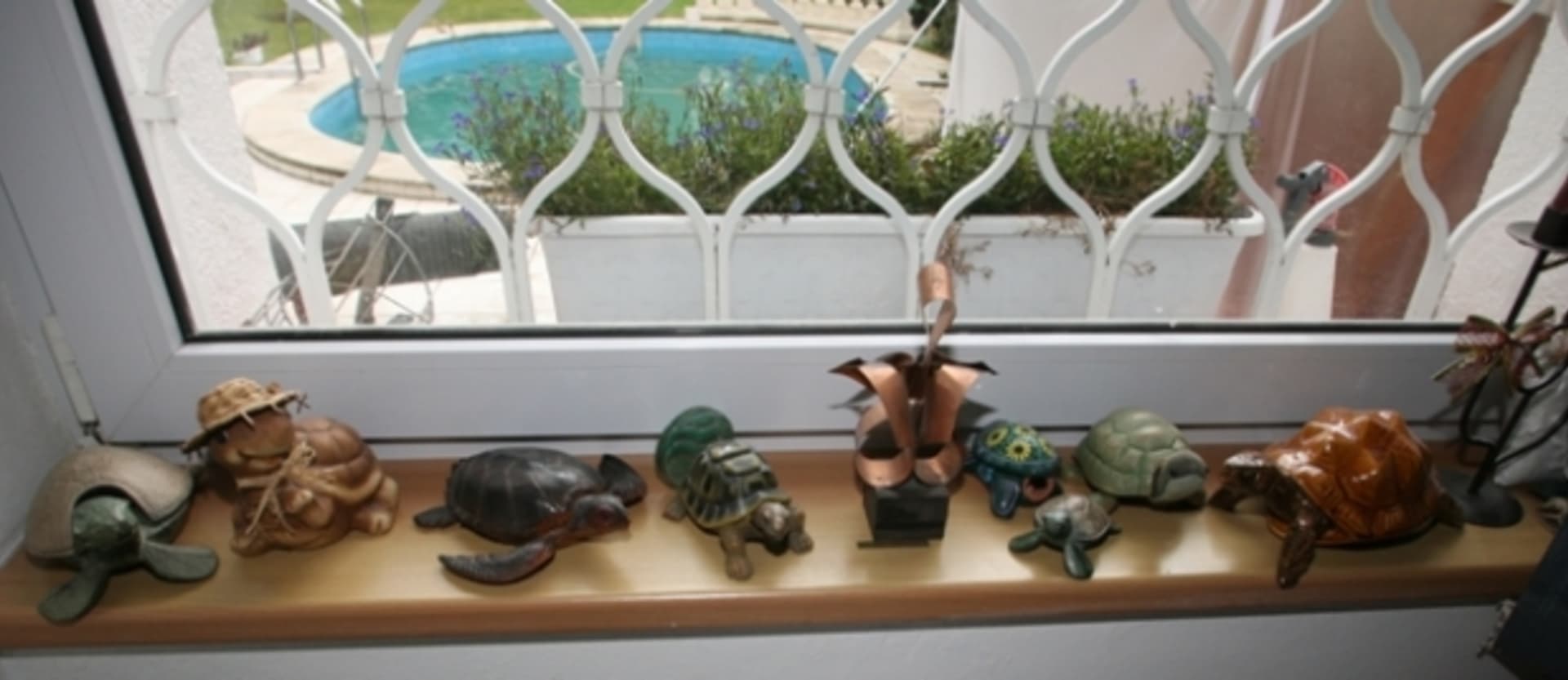 Sbírka želviček má v domě čestné místo