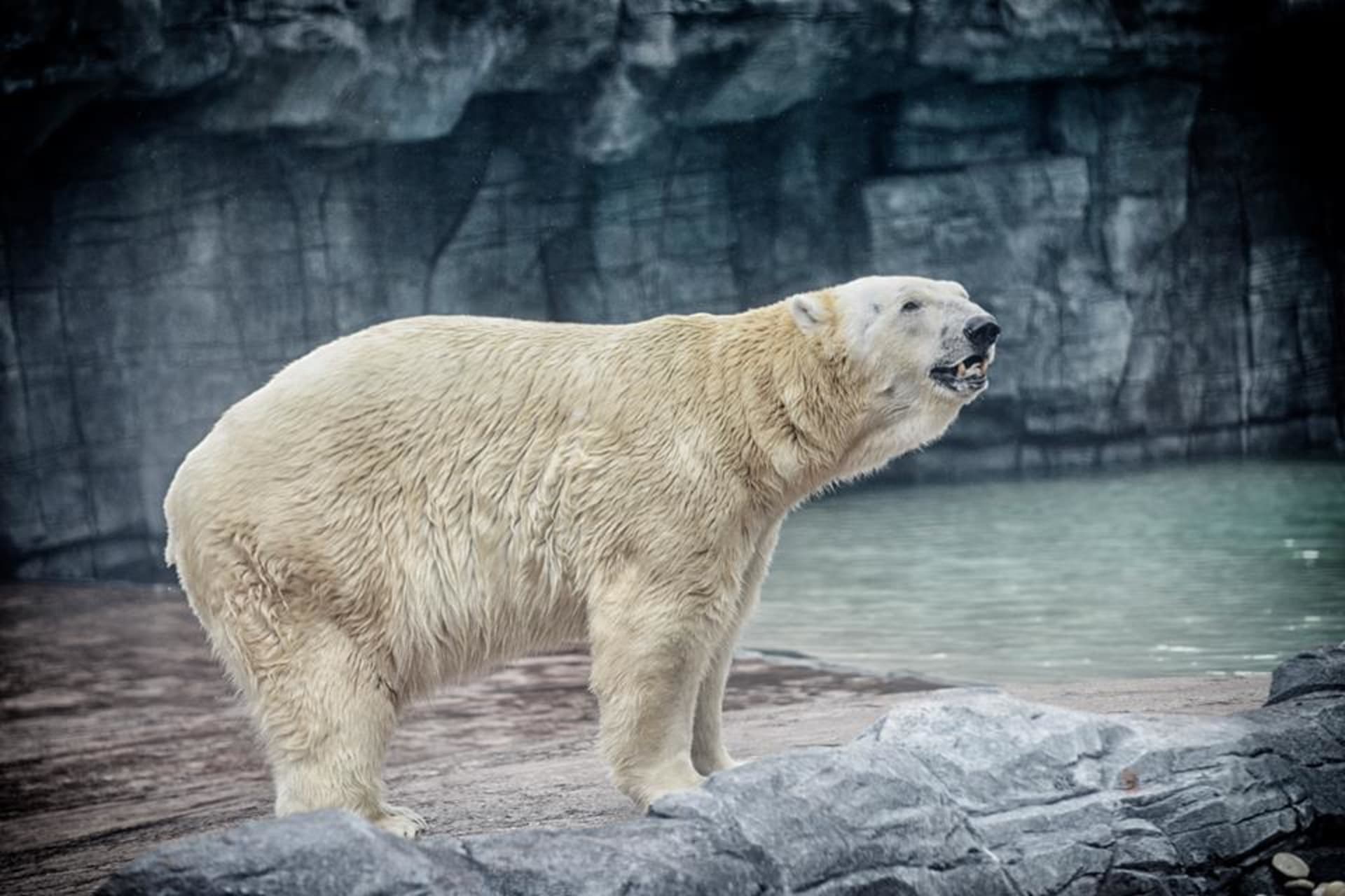 Polární medvěd Farewell Inuka