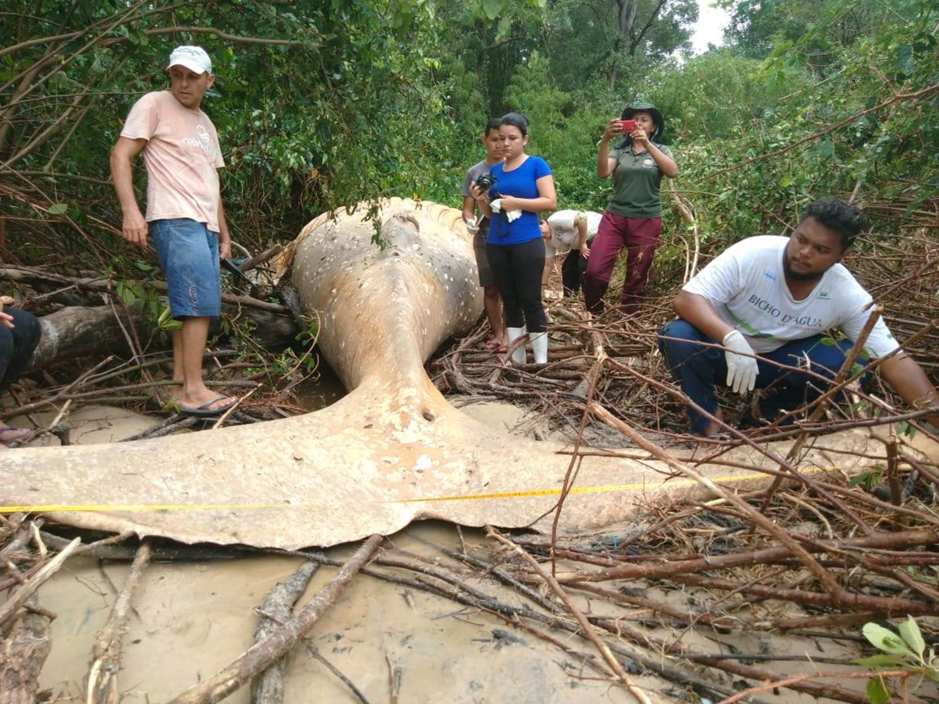 Mrtvá velryba v Amazonce