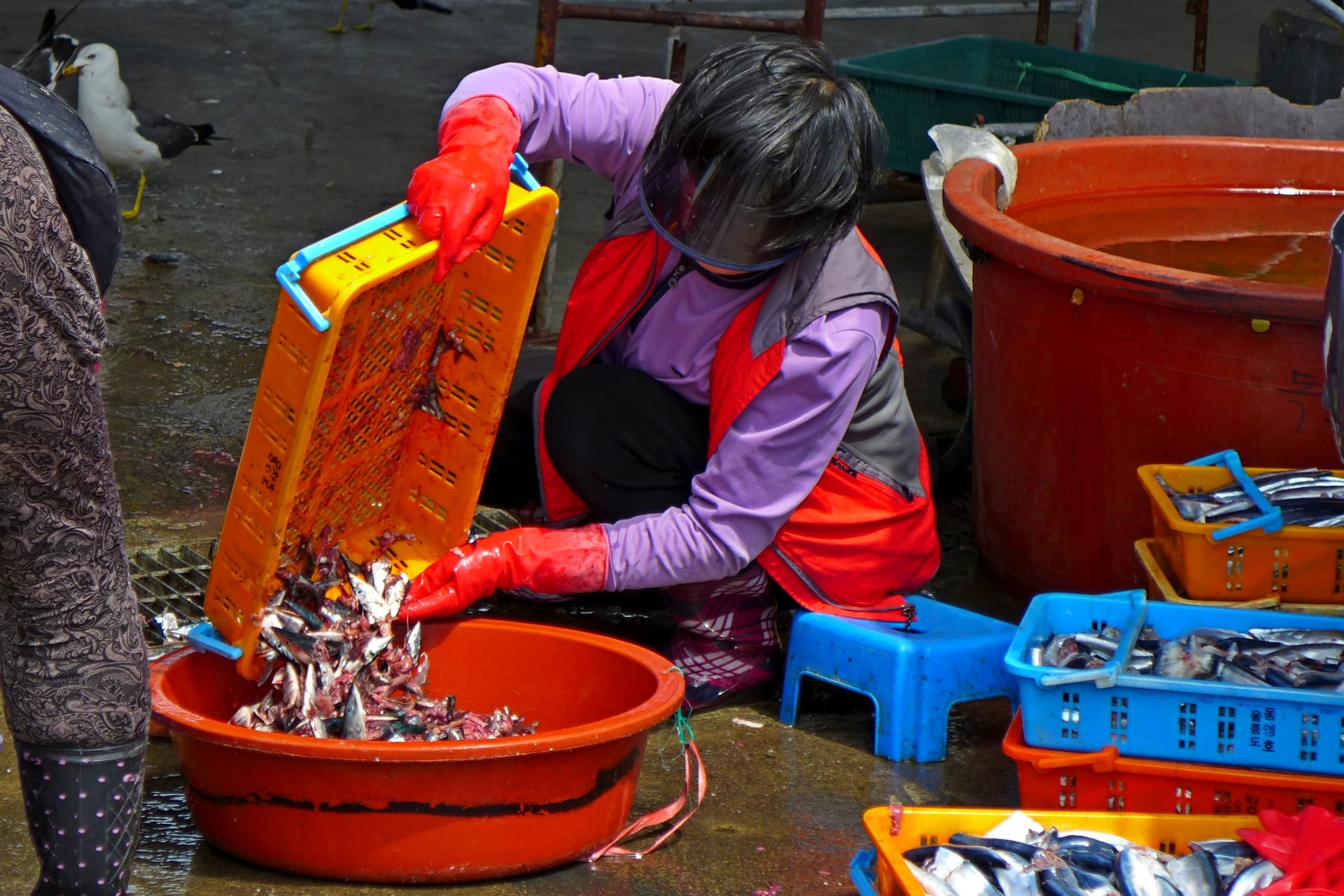 Korejský ostrov Ulleungdo žije především z rybolovu