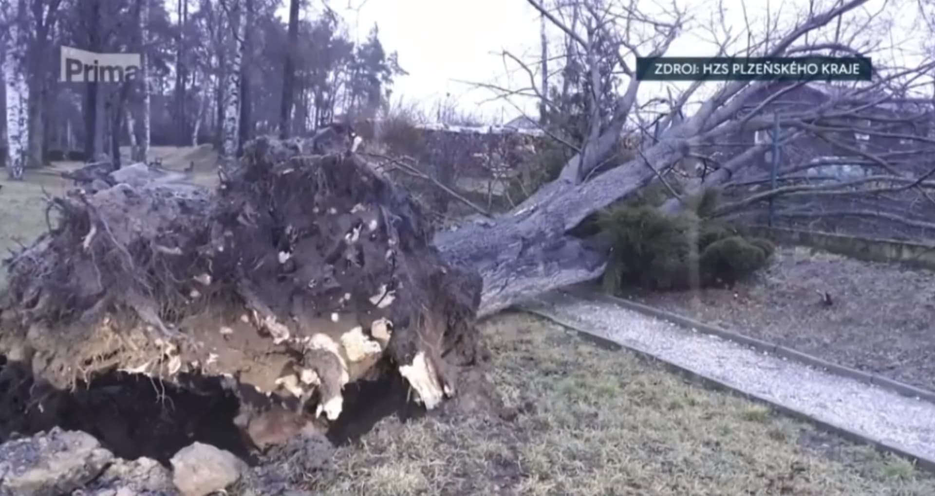 Vyvrácený strom