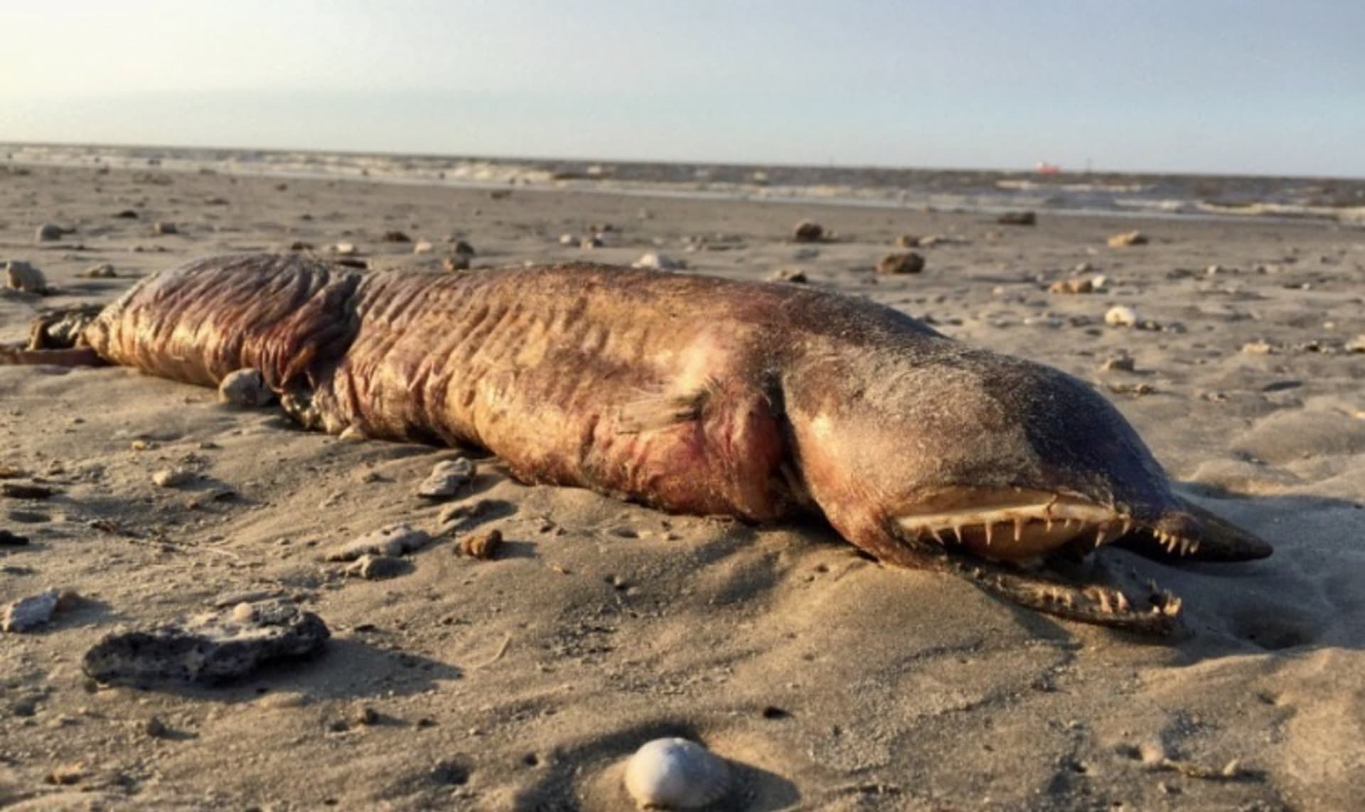 Tajemné mořské zvíře na texaské pláži