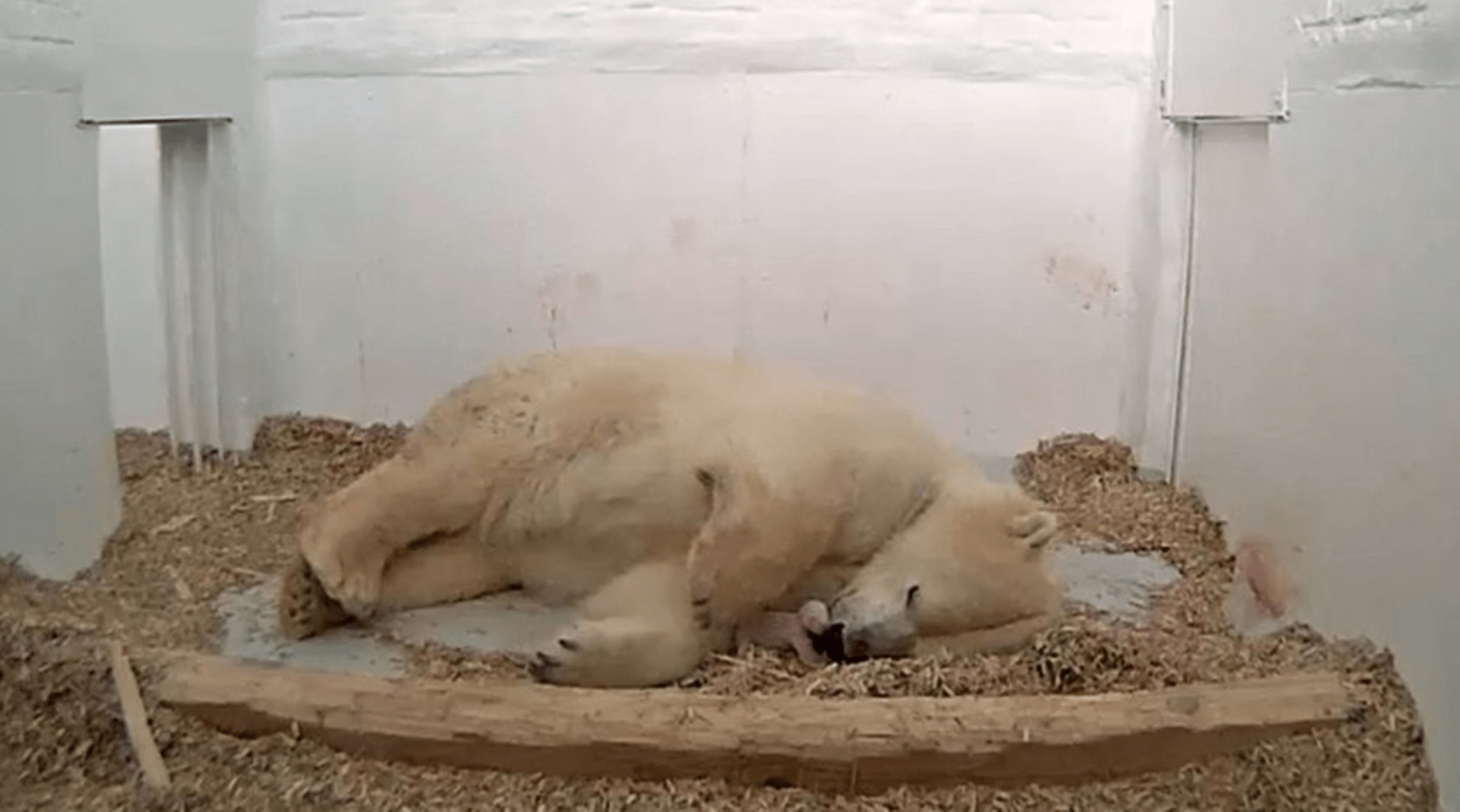 Mládě ledního medvěda umírá po 26 dnech