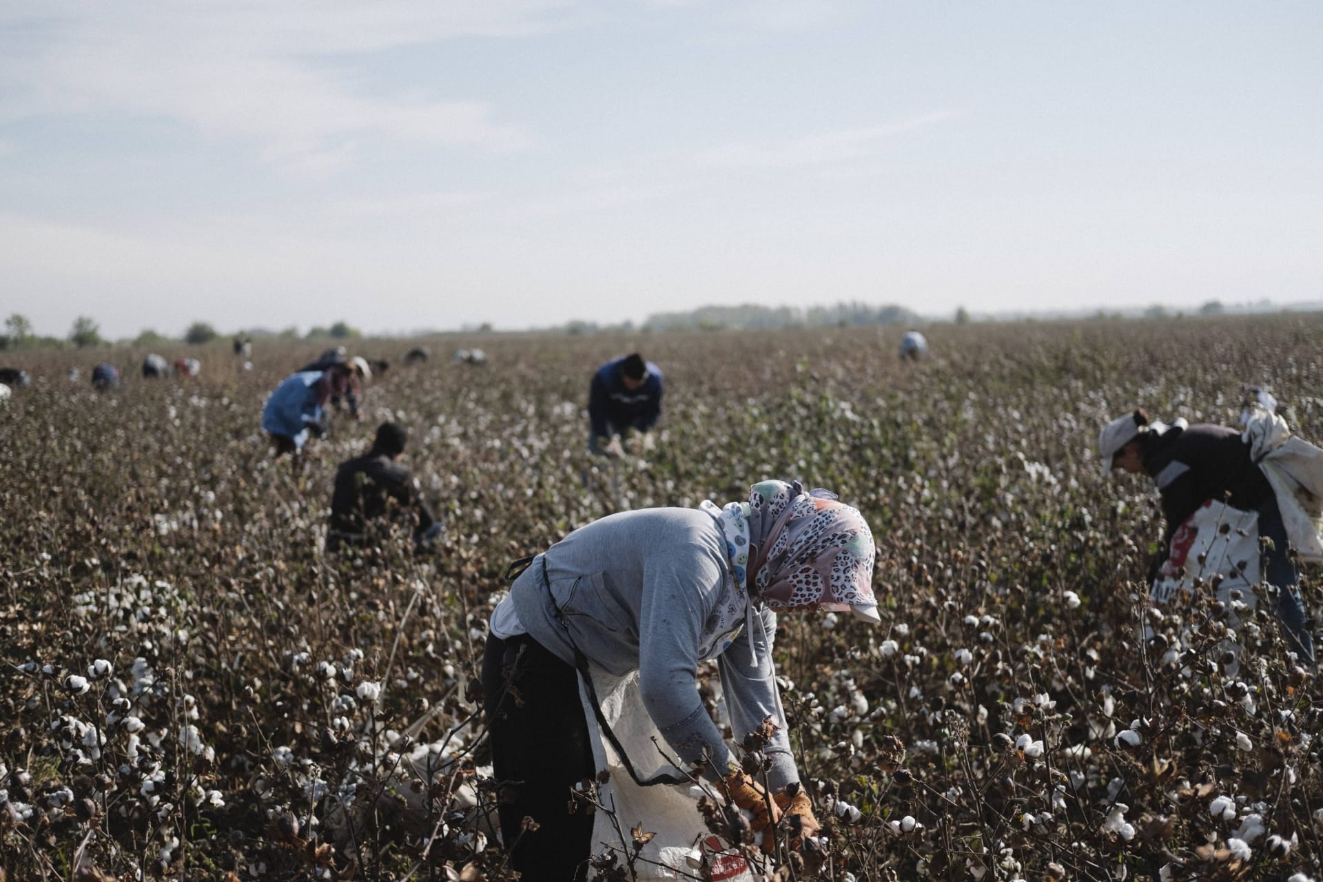 Plantáže bavlny nevyřeší problémy velké nezaměstnanosti v Uzbekistánu