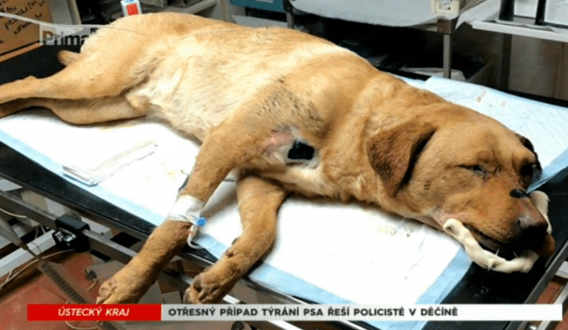 Otřesný případ týraní psa řeší policisté v Děčíně