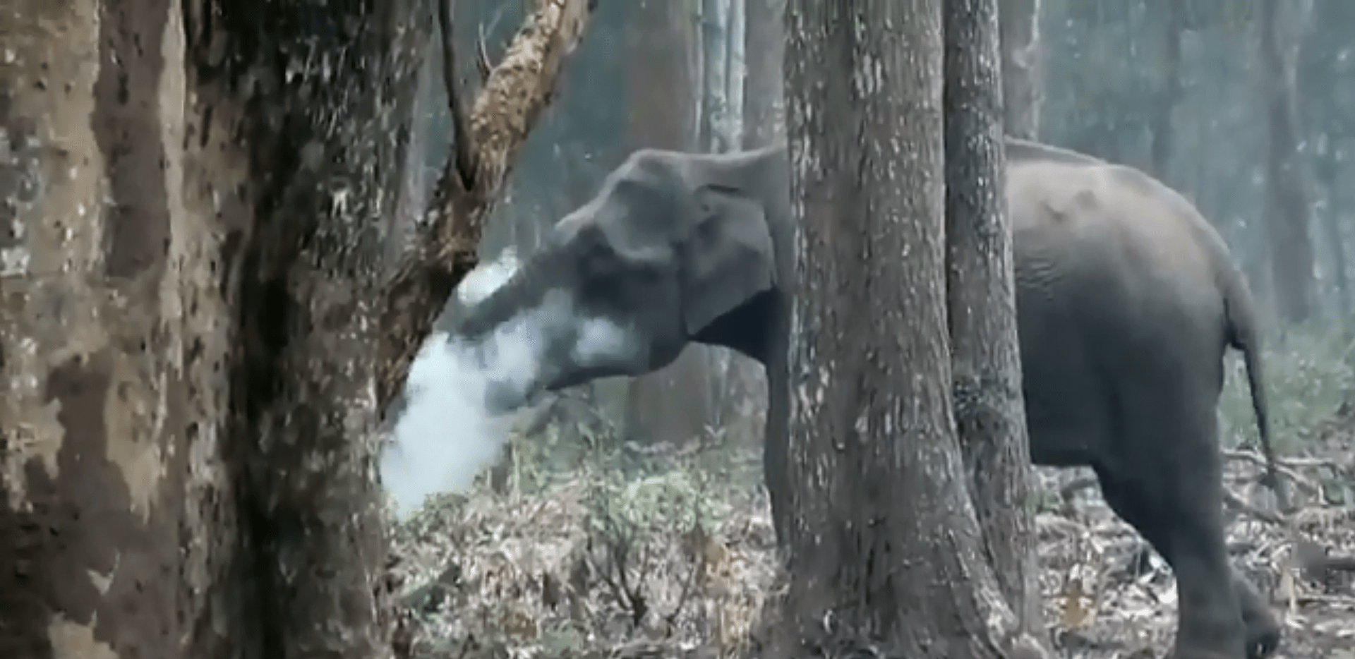 „Kouřící“ slon zamotal vědcům hlavy