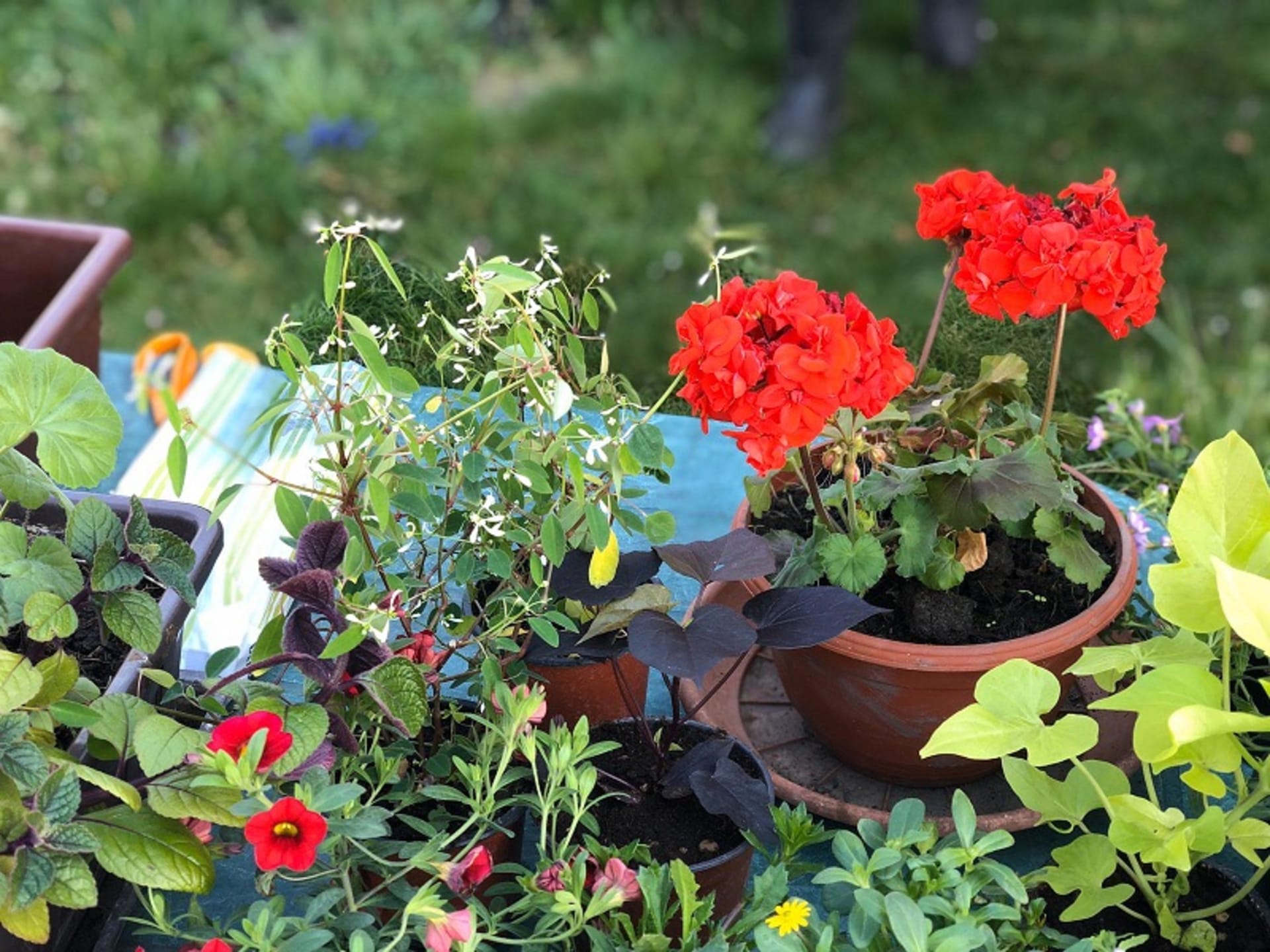 Jaké jsou možnosti ve výběru květin pro pěstování na balkoně?