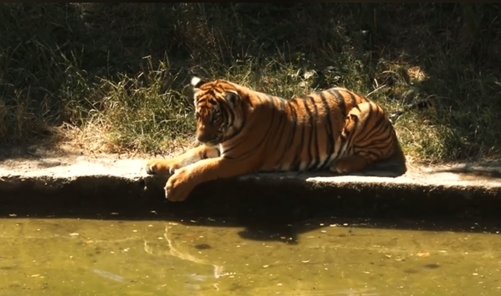 Tygří mláďata z pražské zoo se učí plavat