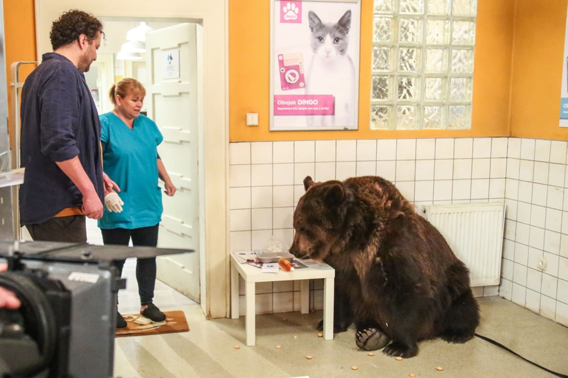 Medvěd v seriálovbé ordinaci
