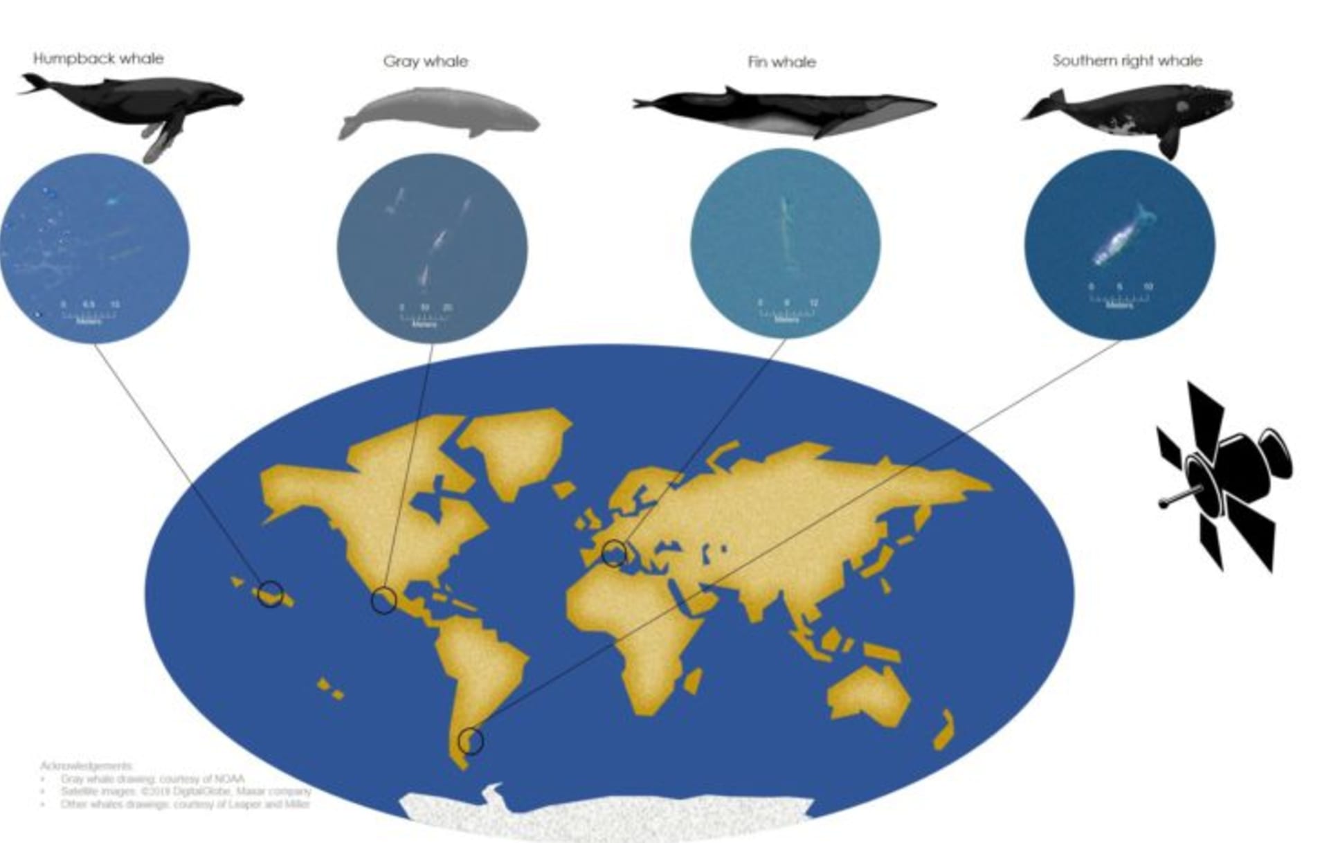 mapa velryb, na které se BAS zaměřuje