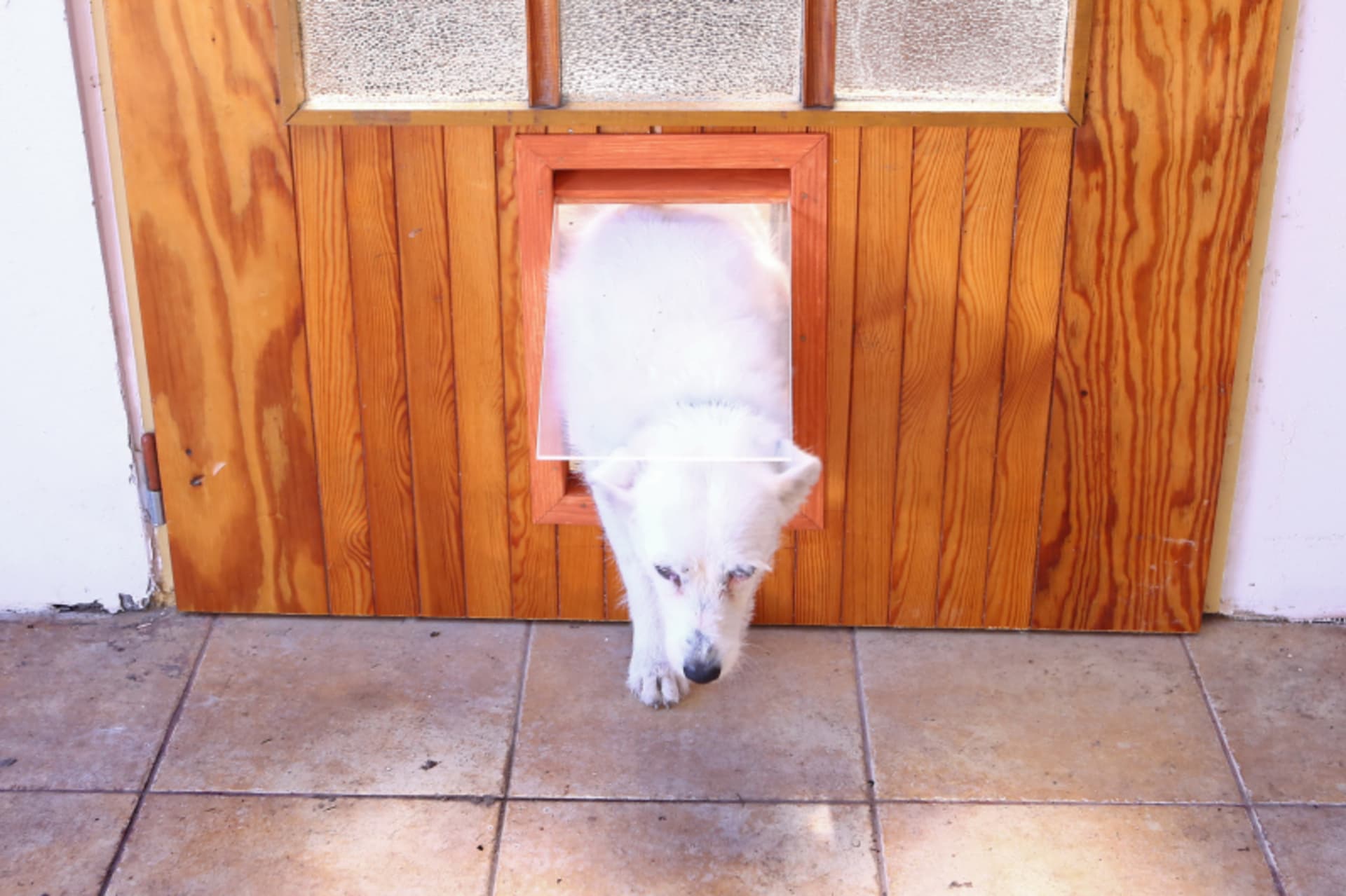 Vyrobte pro svého psa praktický průlez do dveří
