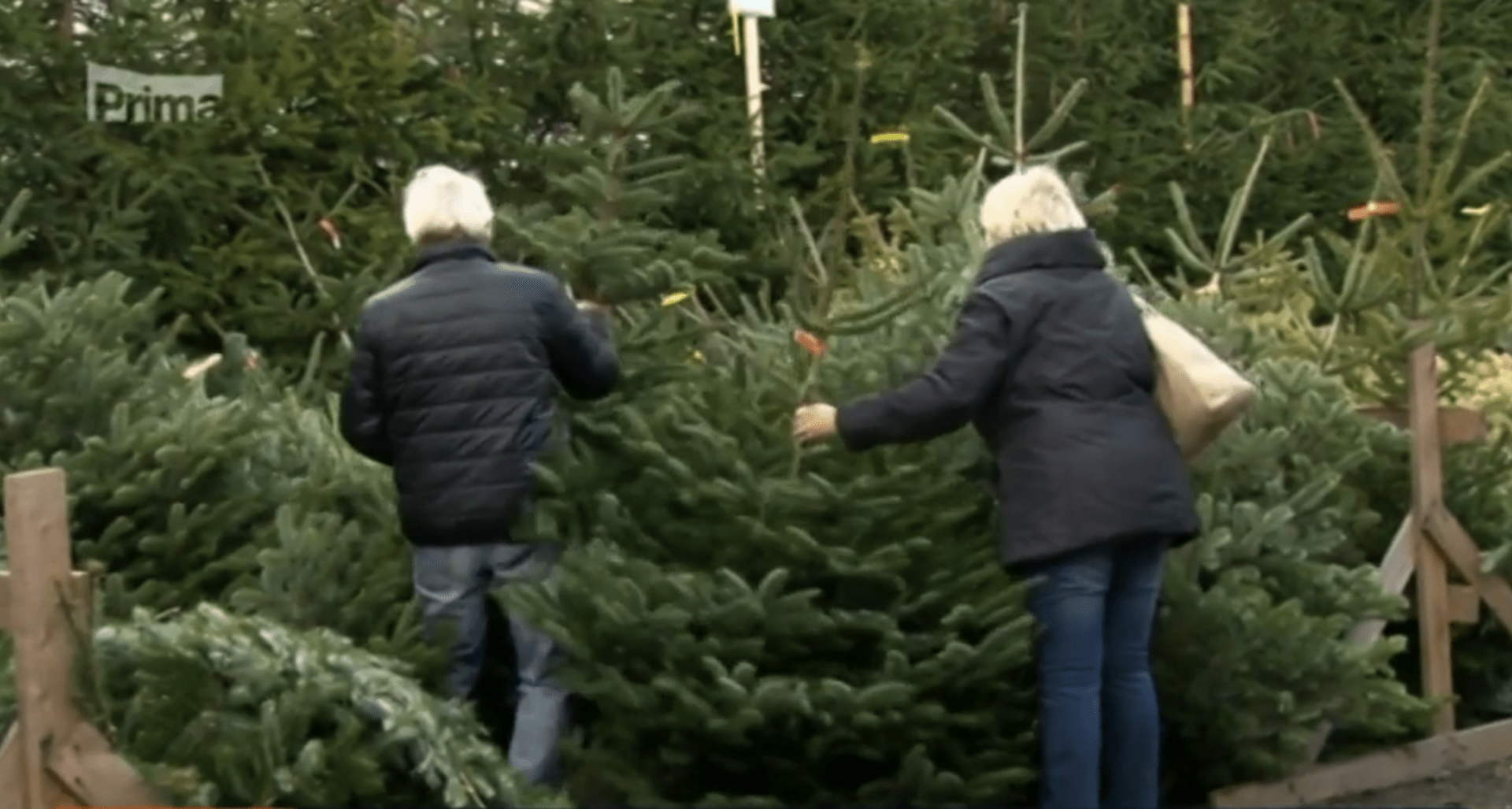 Na lesních plantážích začalo řezání vánočních stromků