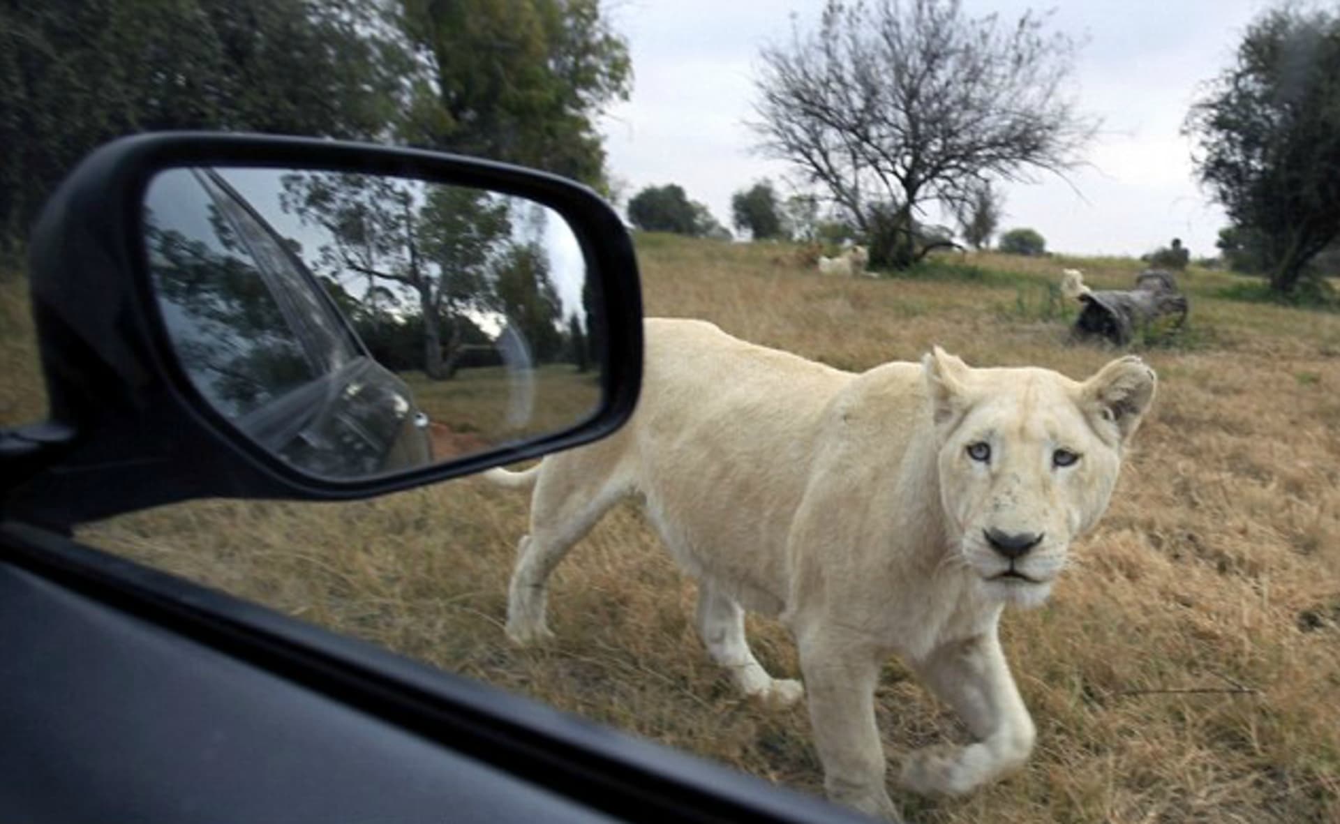 Inzeráty slibují, že si lvy můžete fotit z bezprostřední blízkosti
