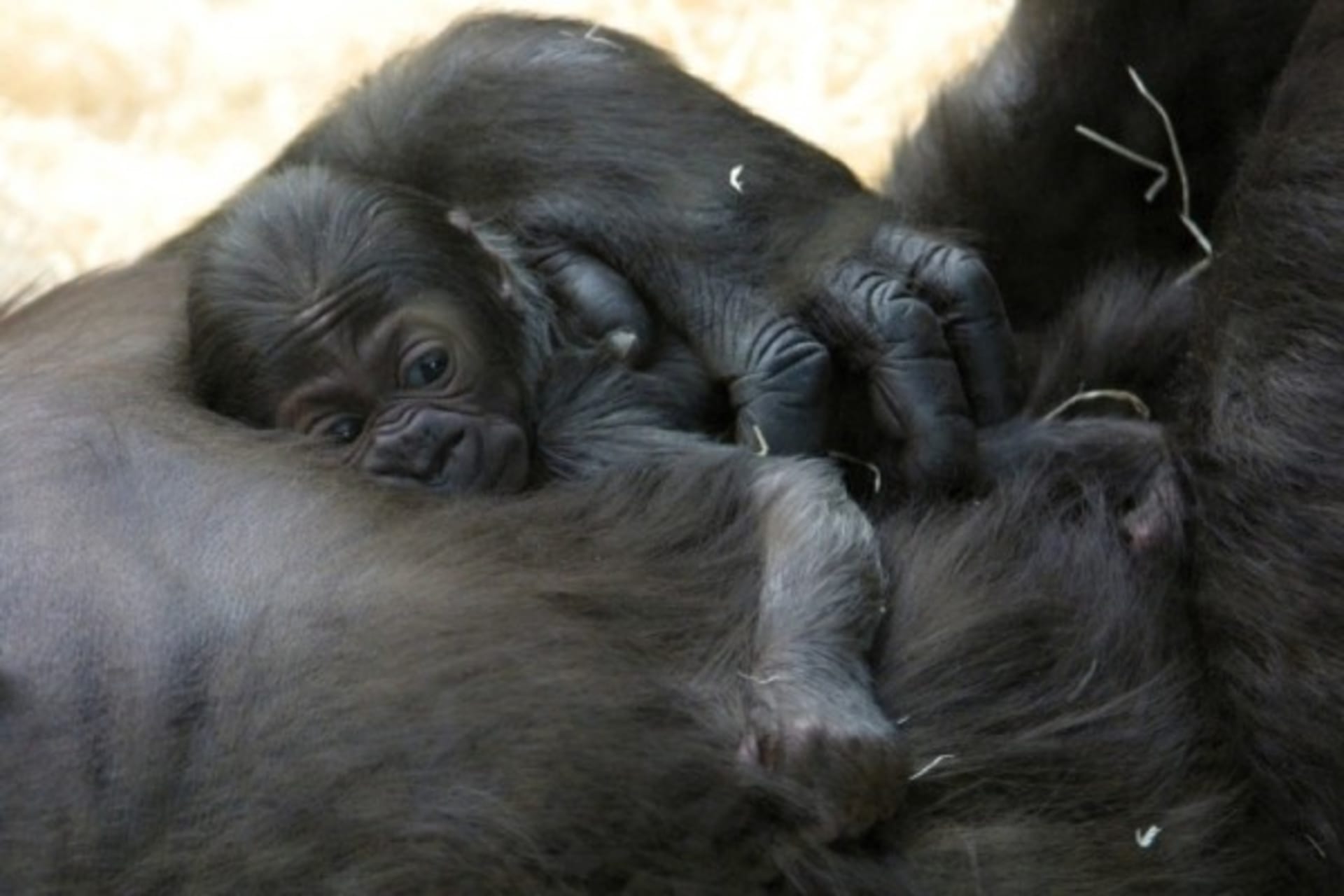 Moja, první gorila narozená v Česku, 16.4. porodila ve španělské zoo své první mládě