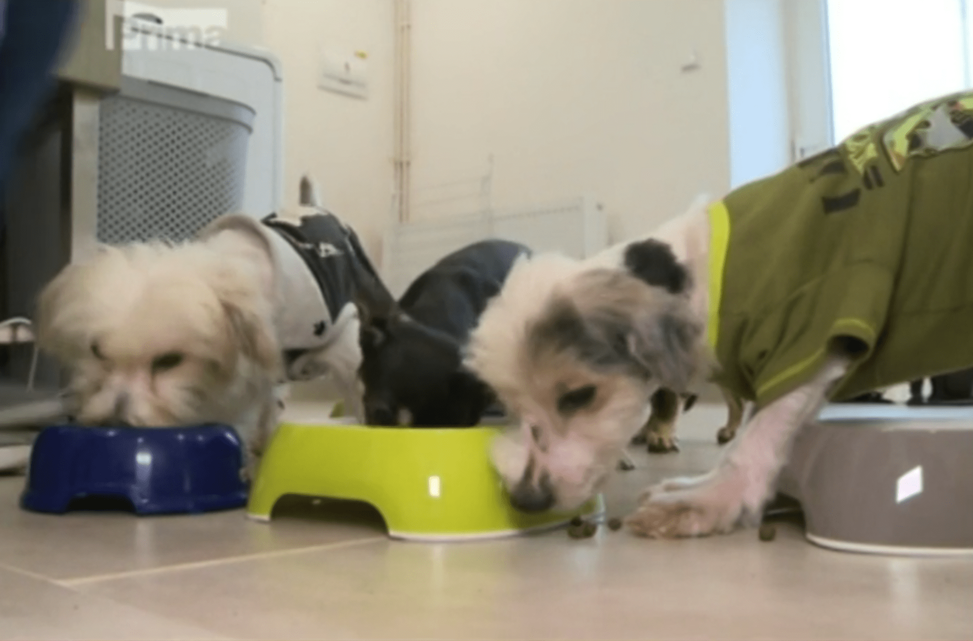 Stovky psů z množírny hledají nodé domovy