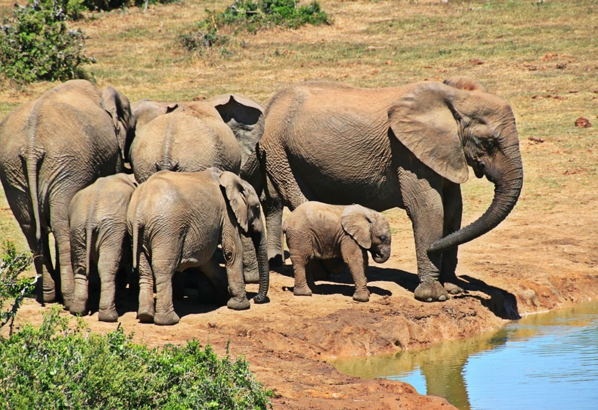 ilustrační foto- sloni