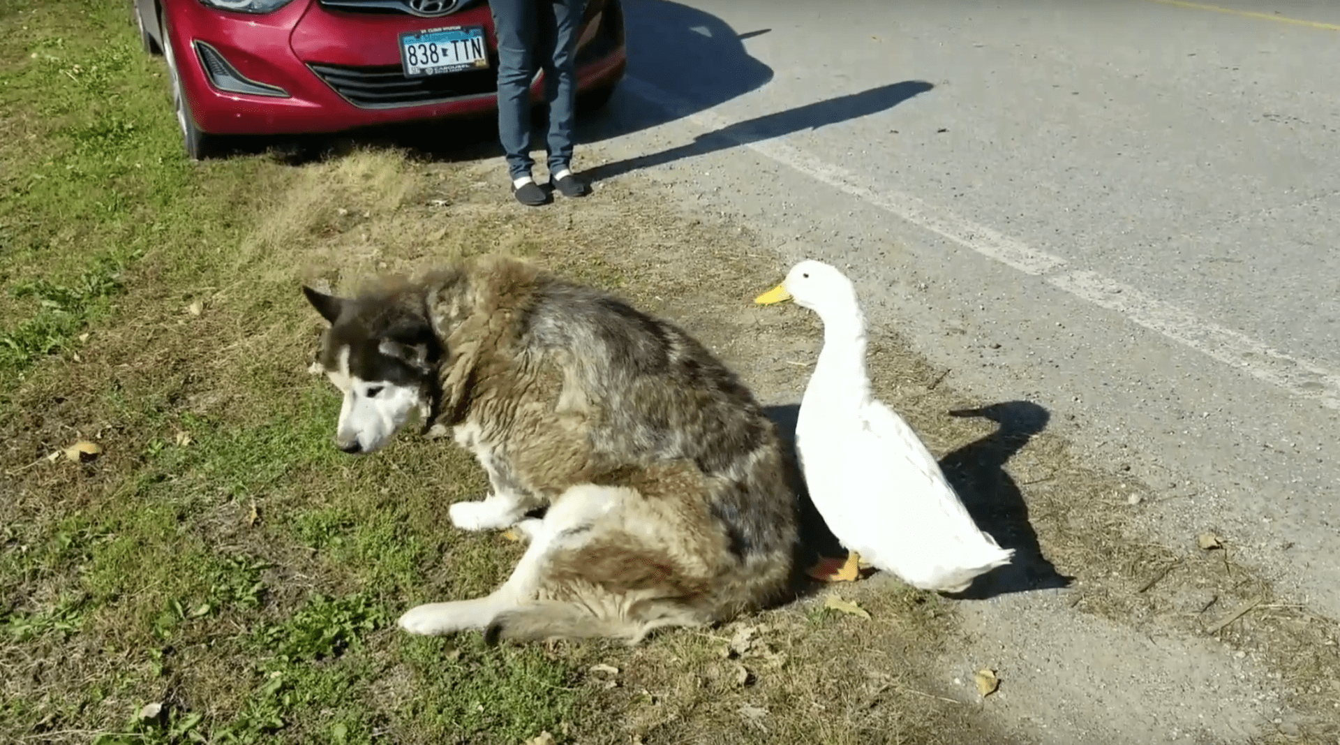 Netradiční přátelství mezi psem a kachnou