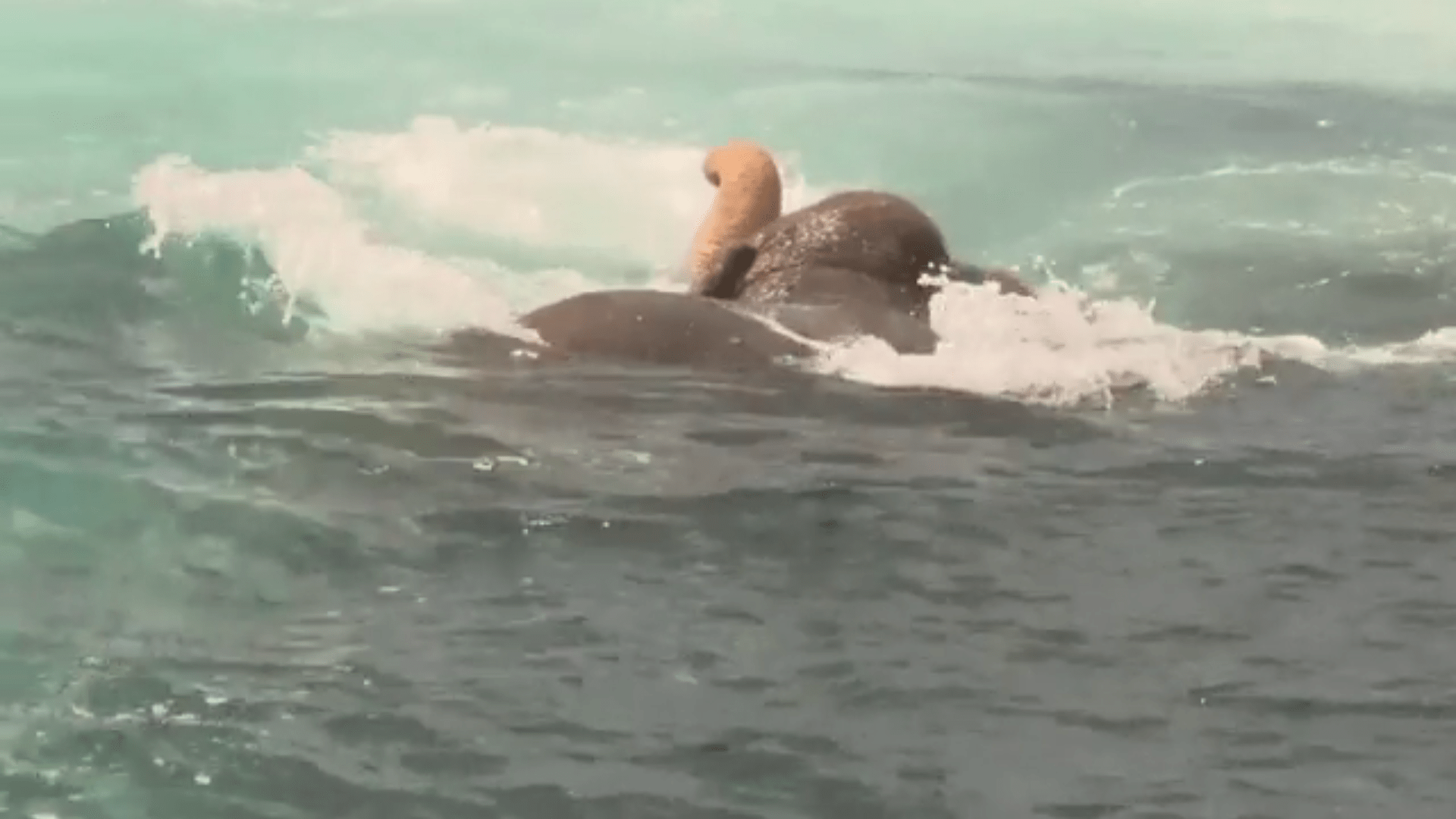 Srílanské námořnictvo zachraňovalo tonoucího slona