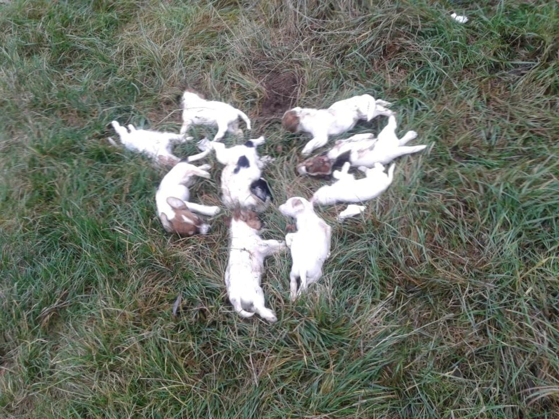 Devět mrtvých štěnat ve křoví
