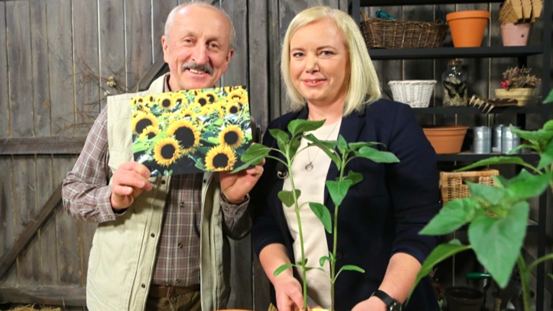 RECEPTÁŘ PRIMA NÁPADŮ: jak pěstovat okrasné slunečnice, které už dávno nejsou jen žluté