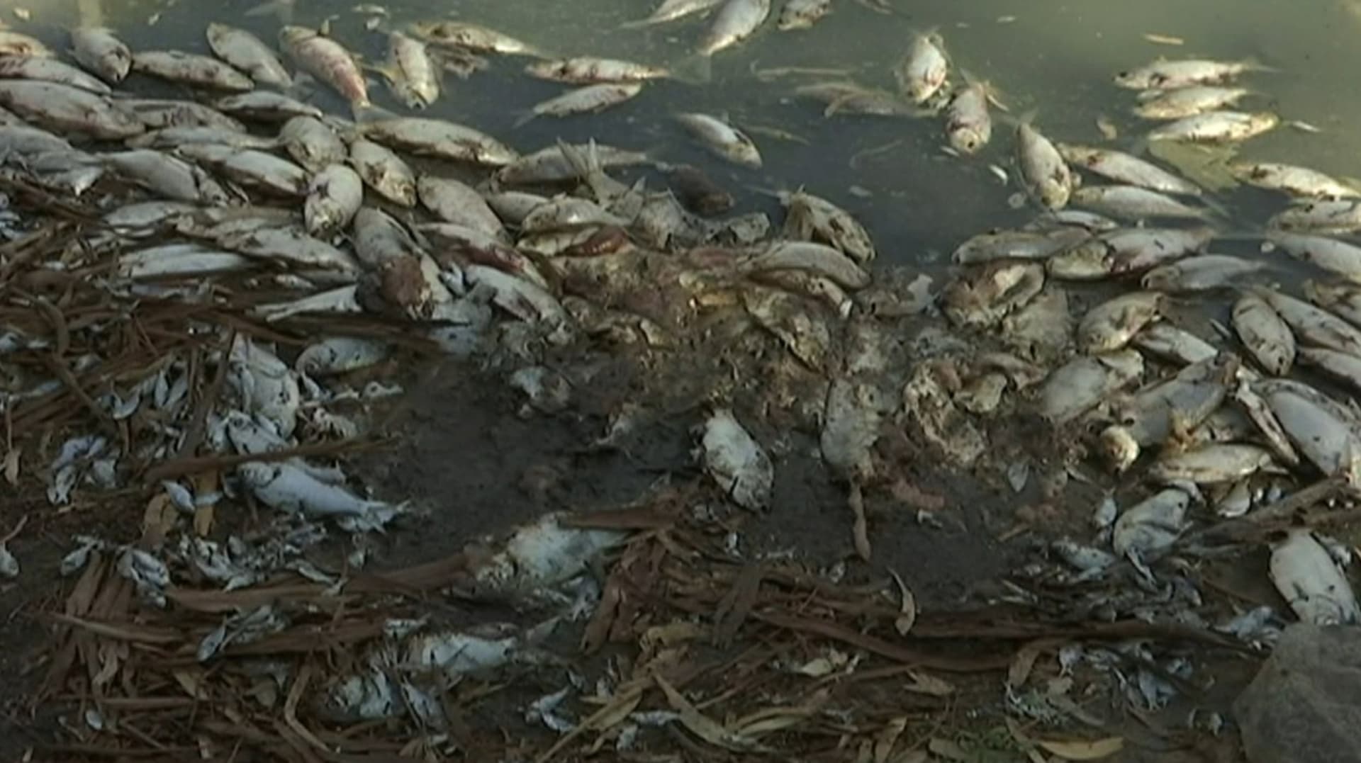 Uhynulé ryby v Austrálii