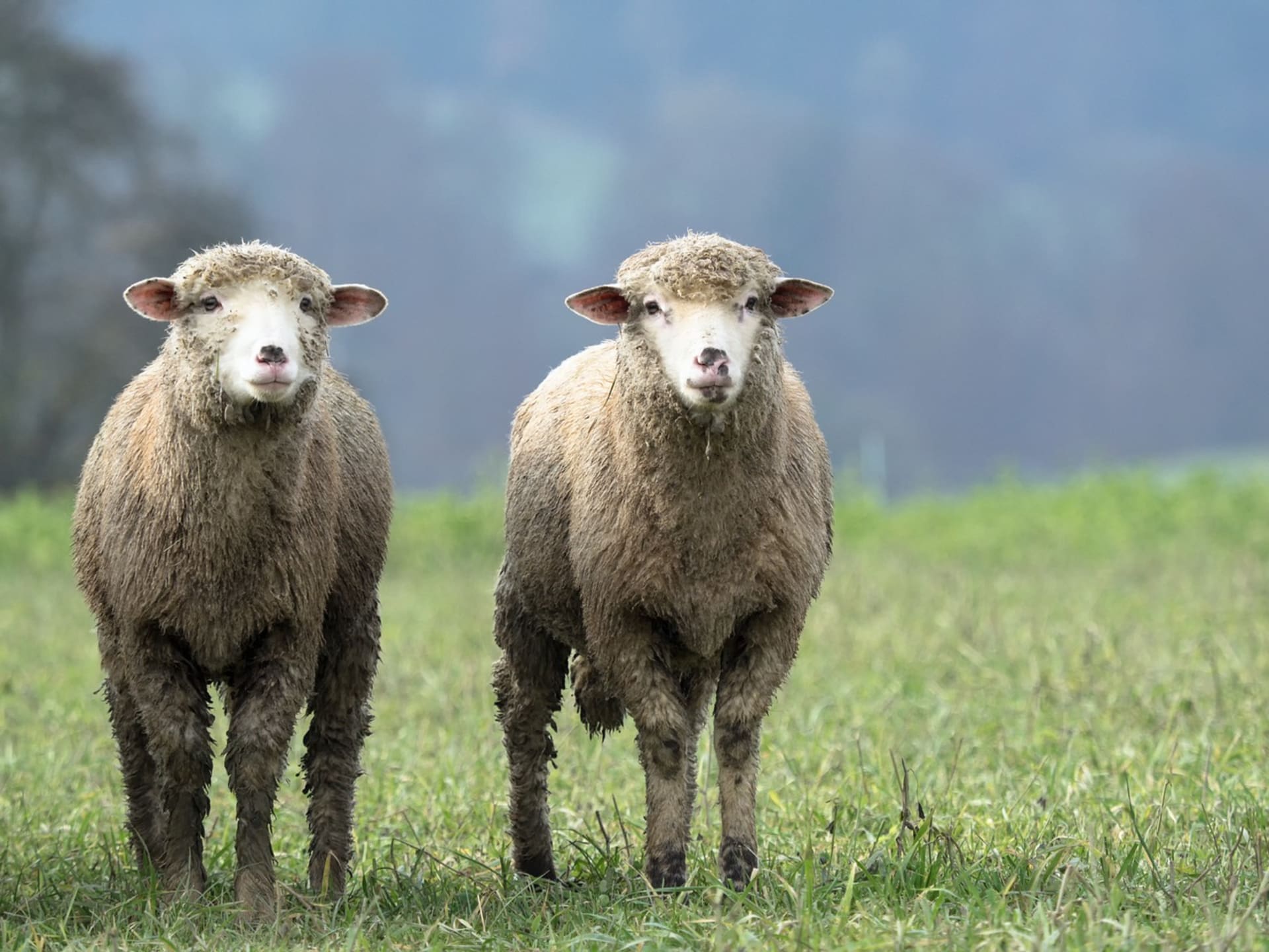 Ovce podle vědců umí rozpoznávat tváře