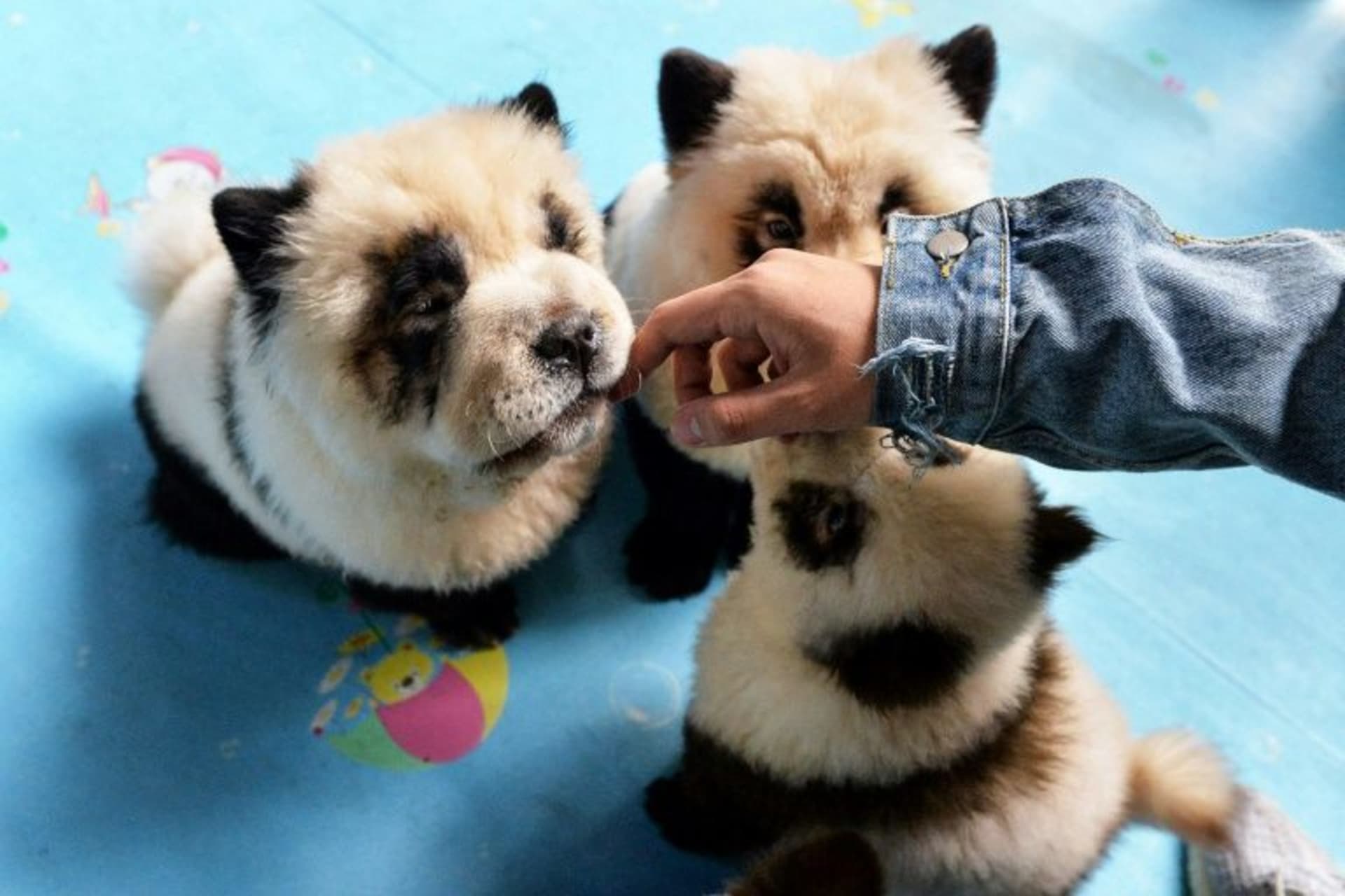Psi čau-čau jako pandy