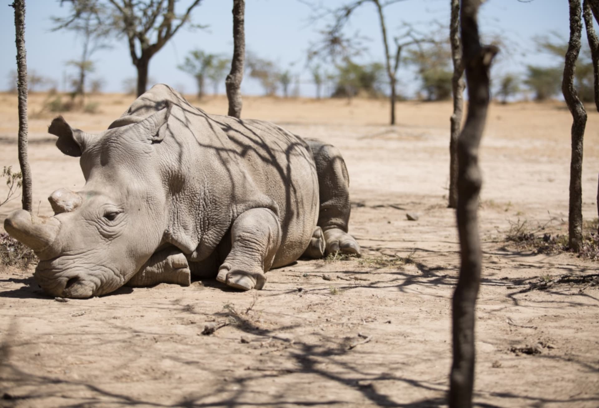 Poslední samce nosorožce severního bílého Sudán