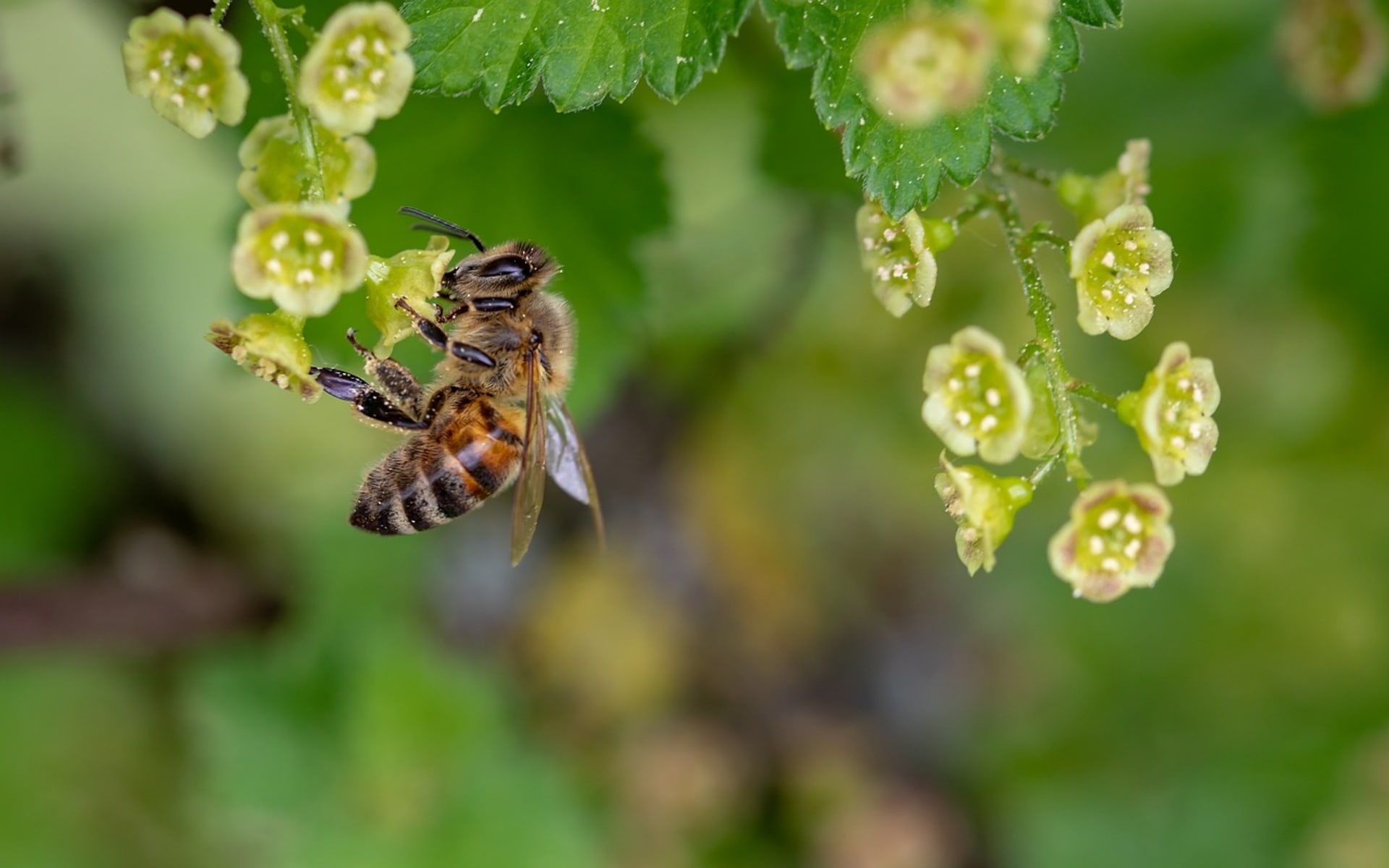 Včely jsou užitečné, ale jejich jed může způsobit nepříjemné problémy...