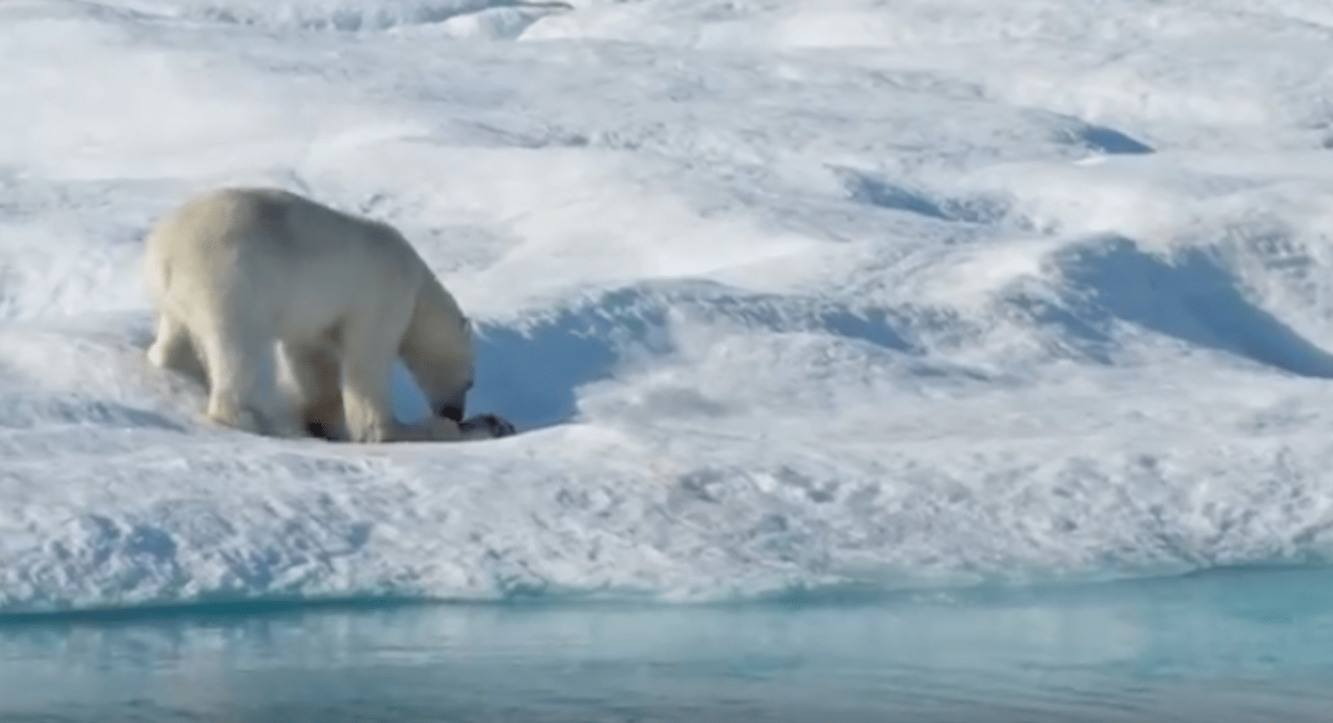 Hlad dělá z polárních medvědů kanibaly