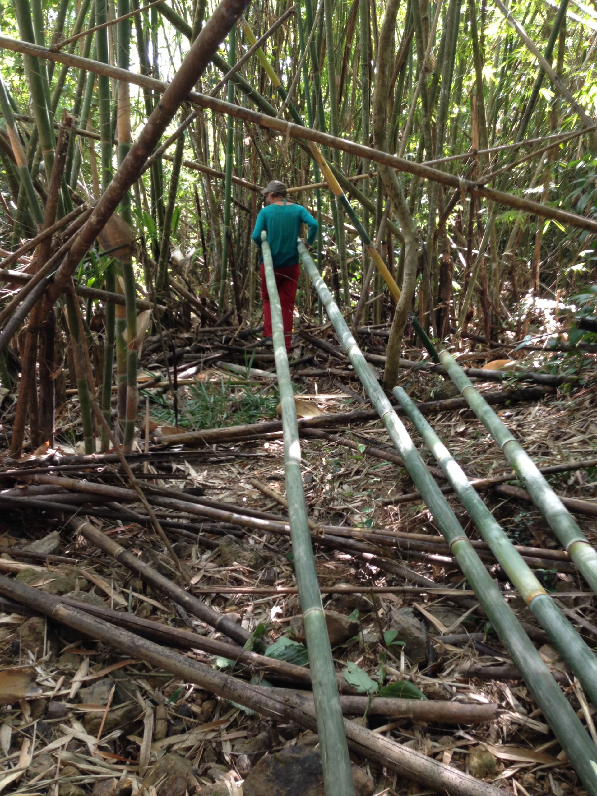 Odtáhnout takový bambus k řece není žádná hračka. NP Virachey, Kambodža