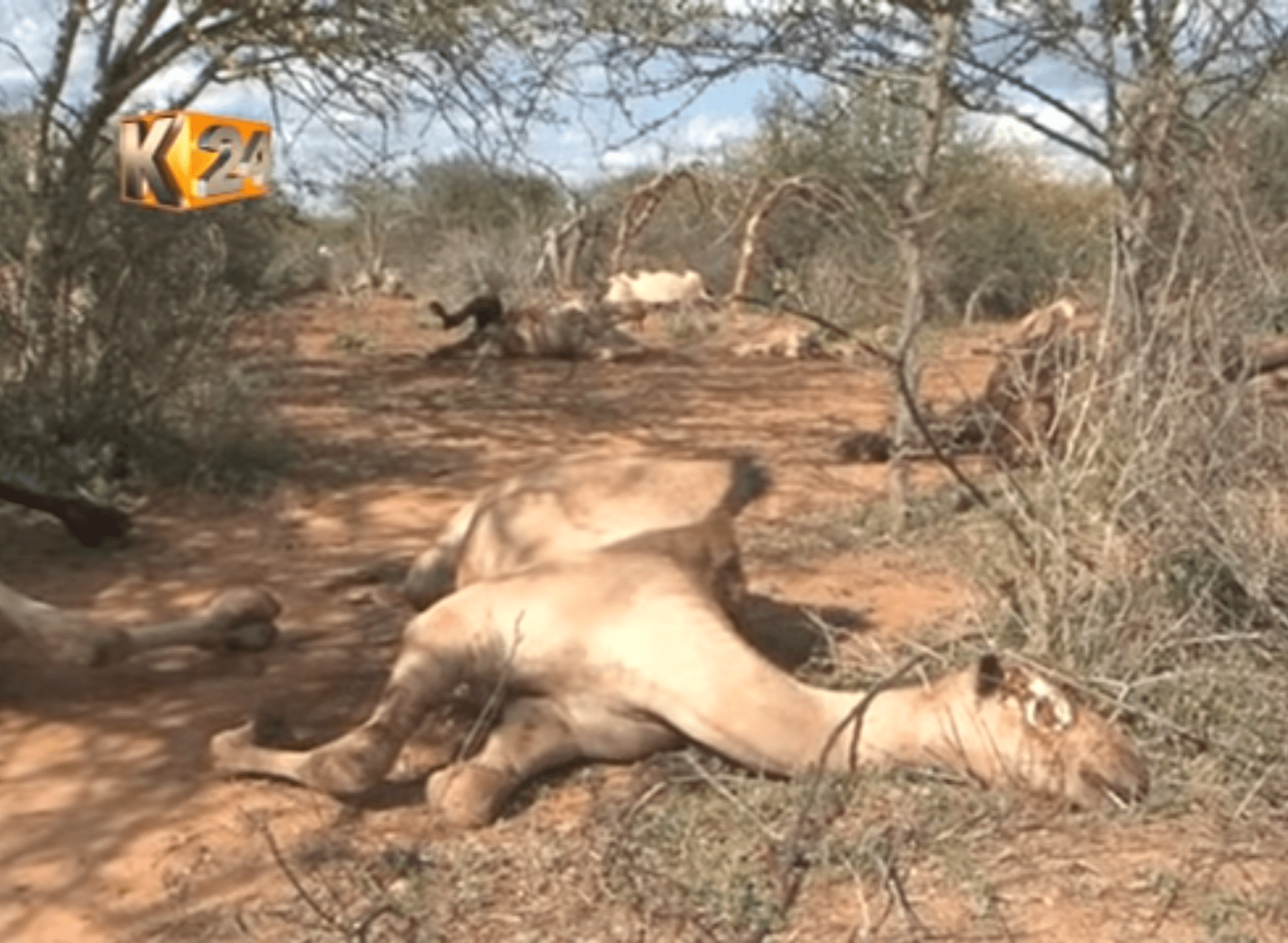 Policisté v Keni měli postřílet přes 100 velbloudů