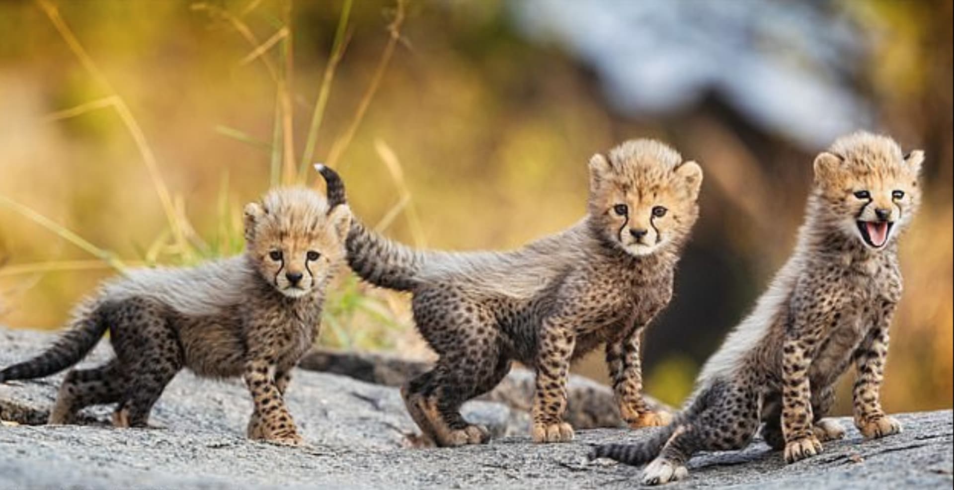 Mláďata geparda