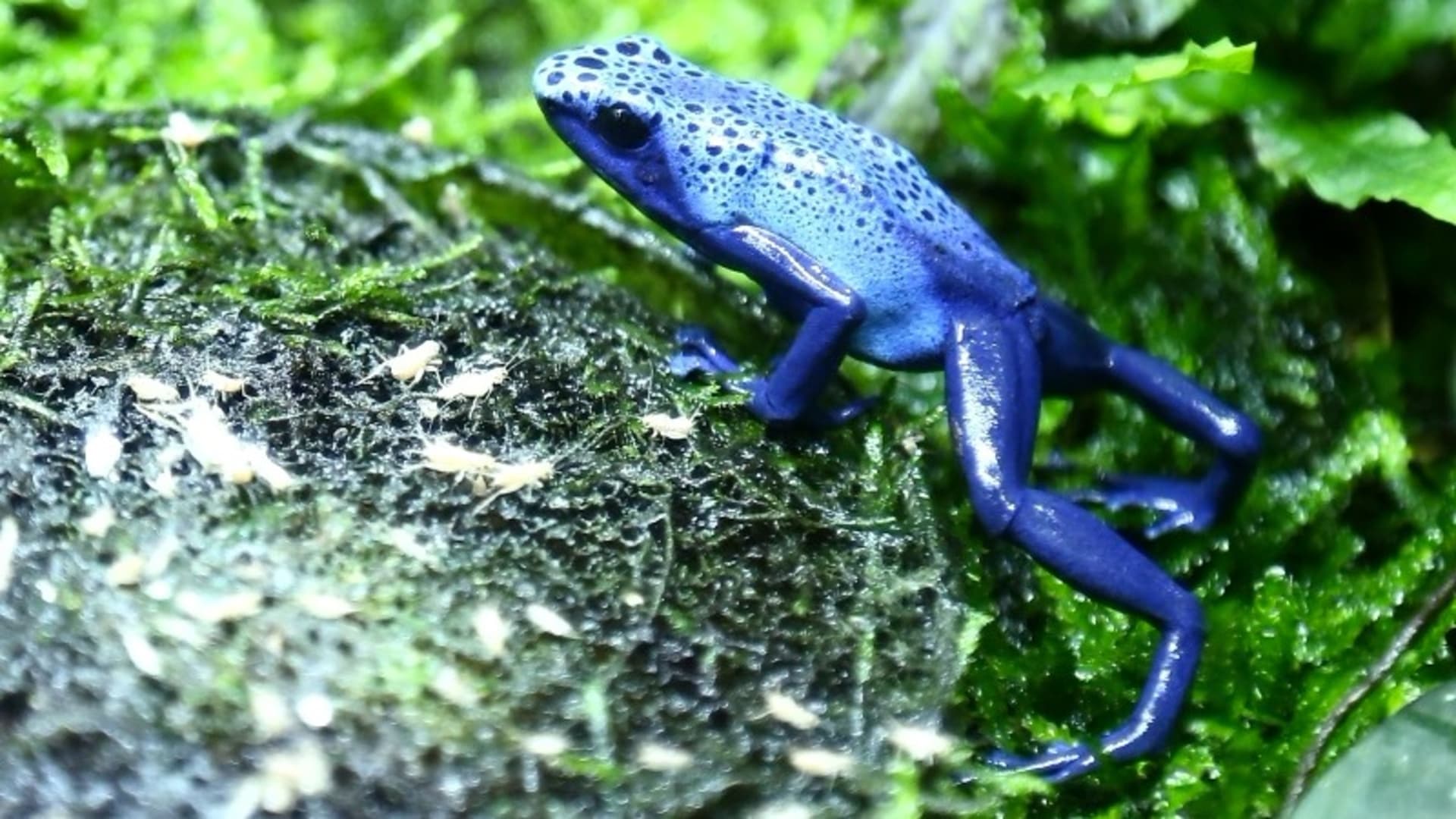 RECEPTÁŘ PRIMA NÁPADŮ: Jsou nádherně barevné žabky pralesničky opravdu jedovaté?