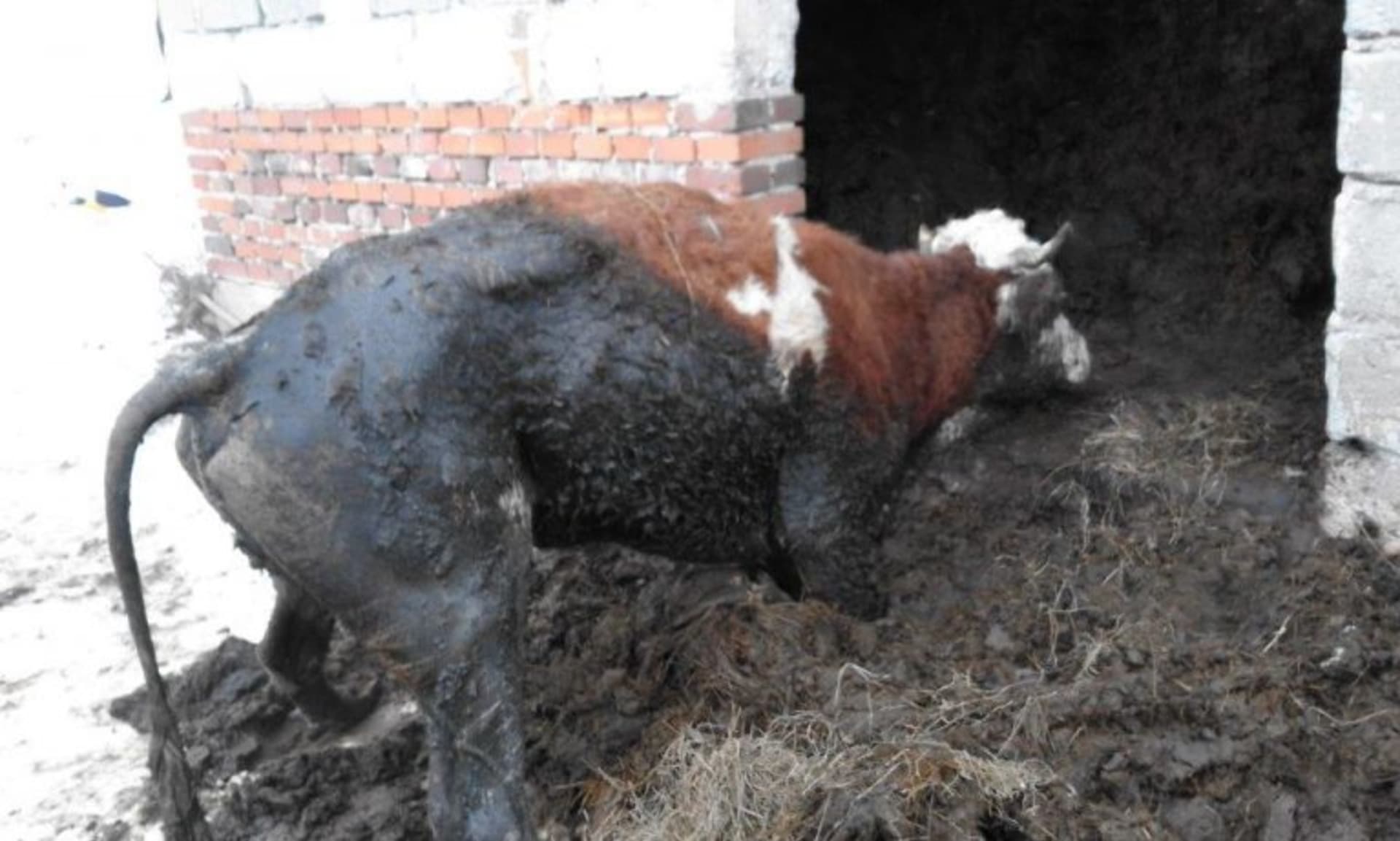 Otřesné týrání zvířat : V chovu byly podvyživené i mrtvé kusy
