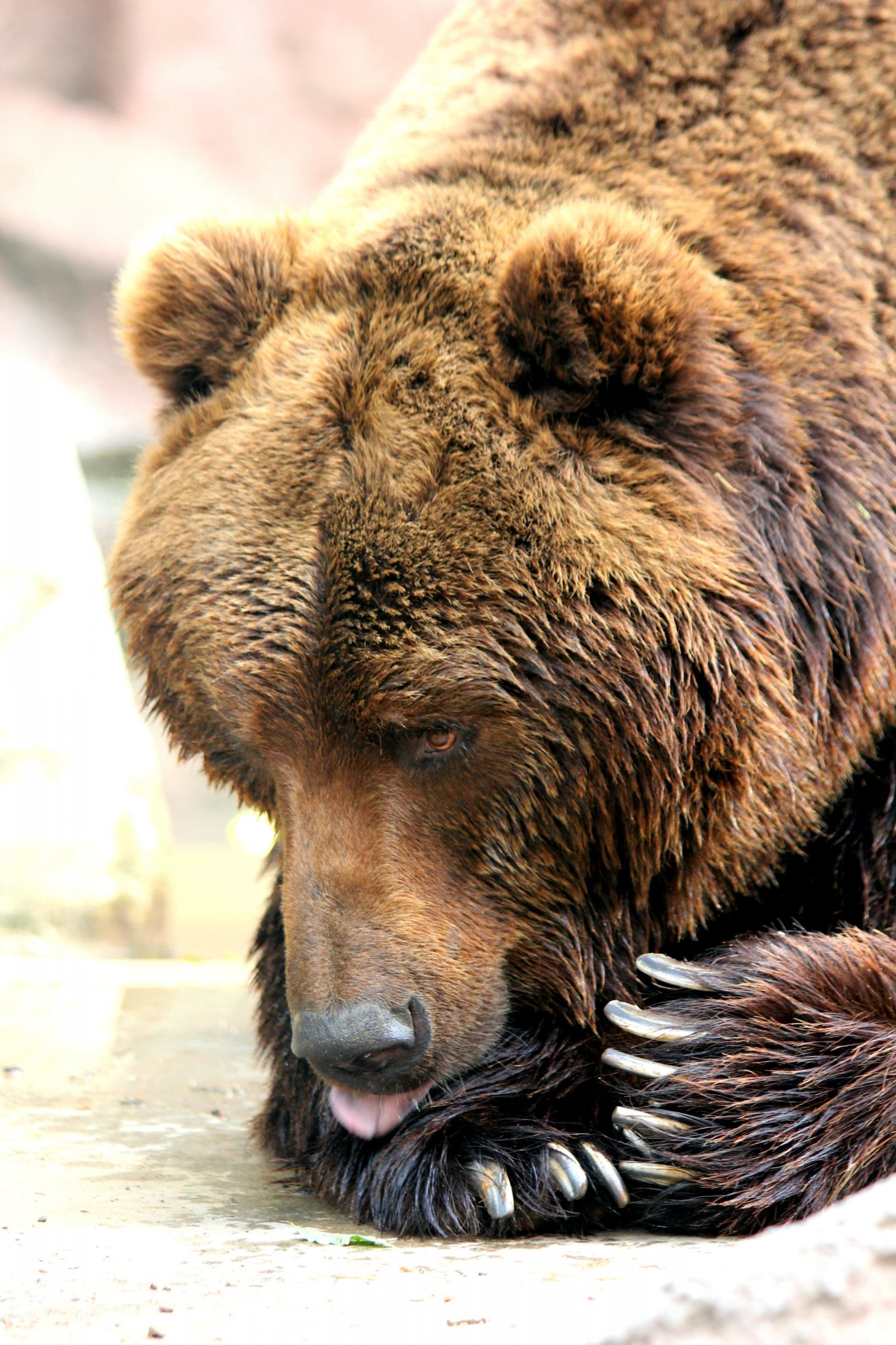 Medvěd se dožil šestadvaceti let