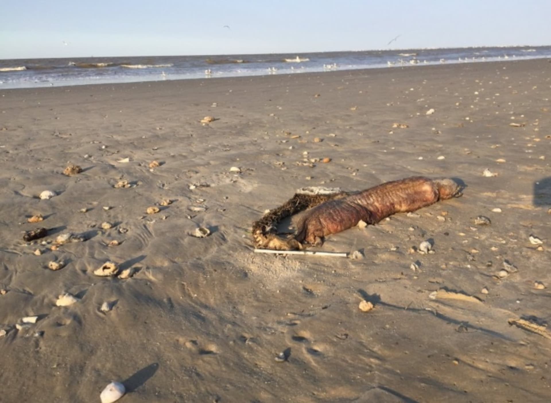 Tajemné mořské zvíře na texaské pláži