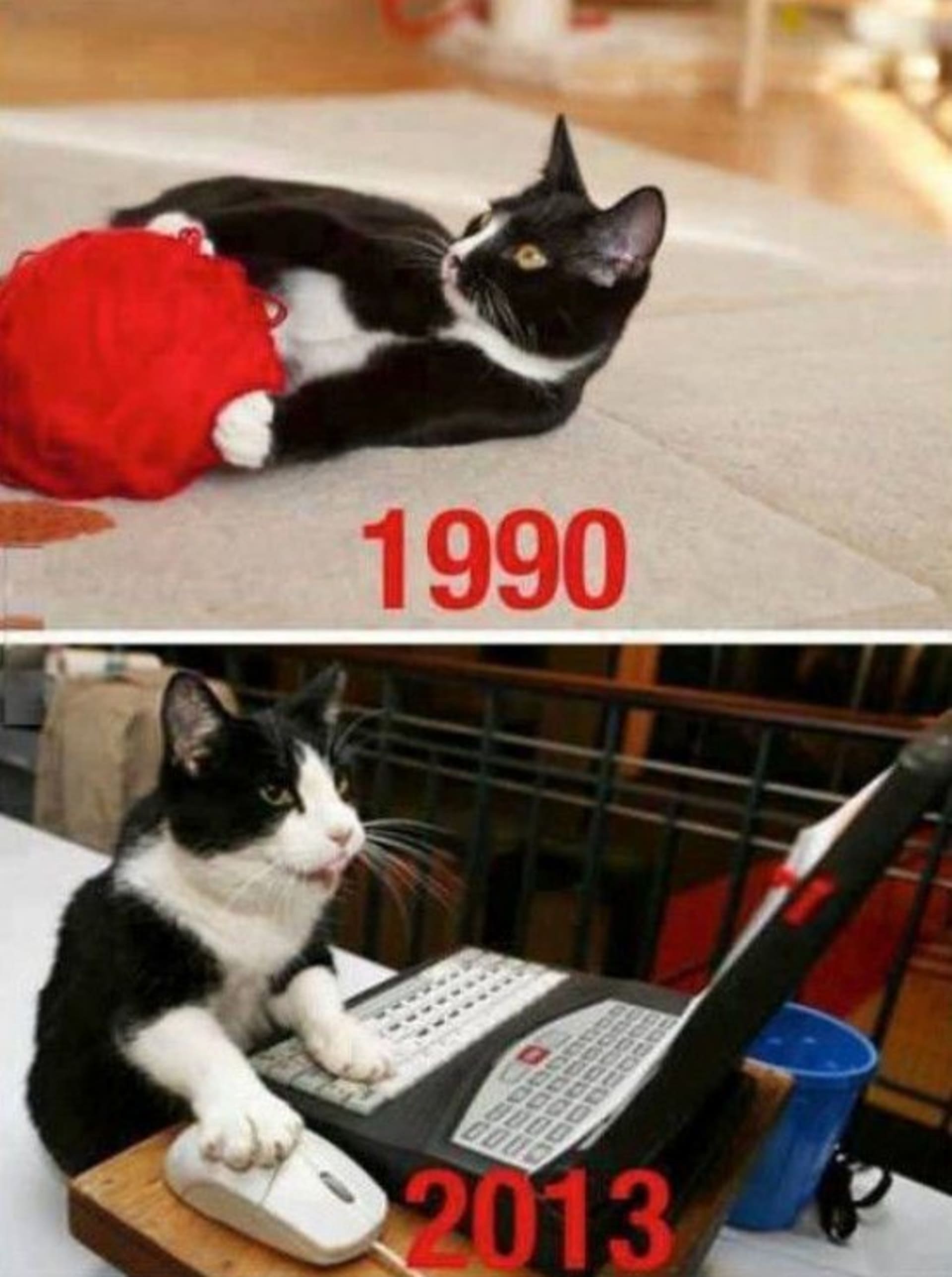 I kočky se mění