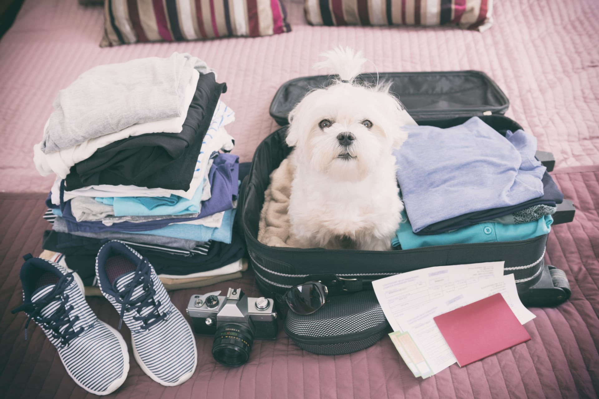 Vzít s sebou na zahraniční dovolenou psa, nebo ne?