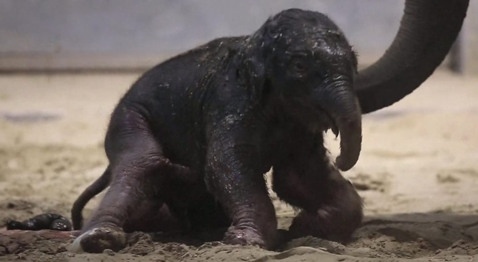 První krůčky novorozeného slona indického