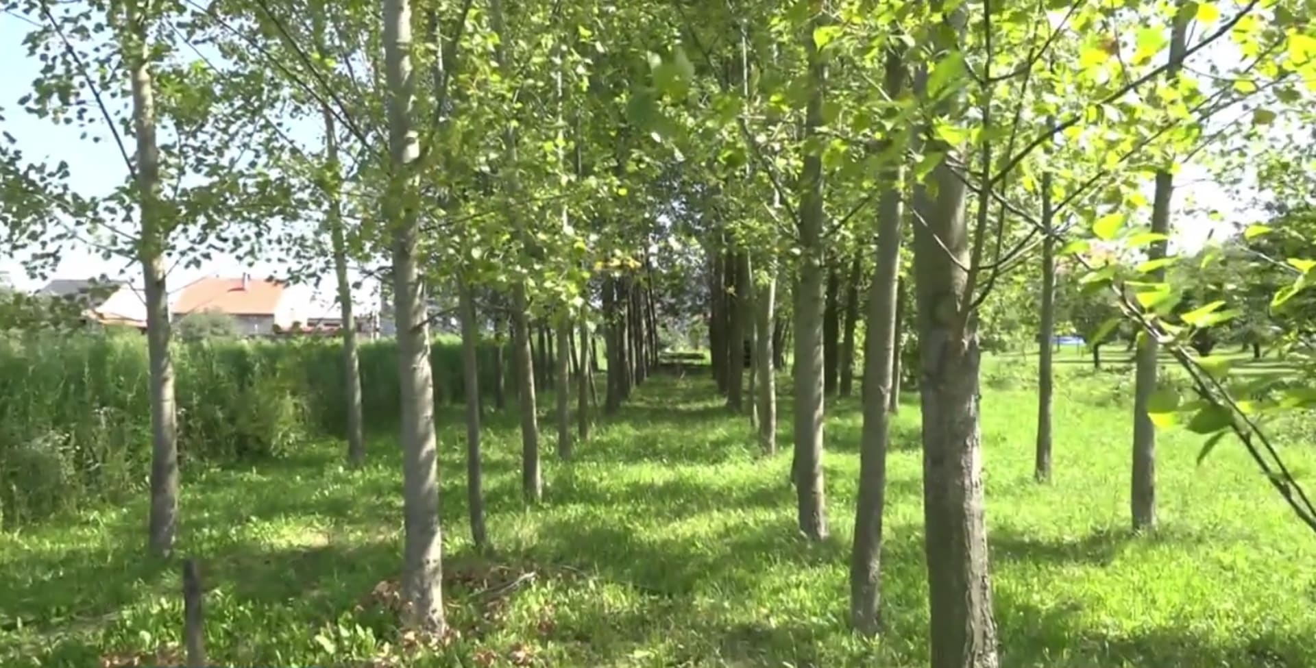 V sadě nedaleko Přerova někdo navrtal a otrávil přes 80 stromů 1