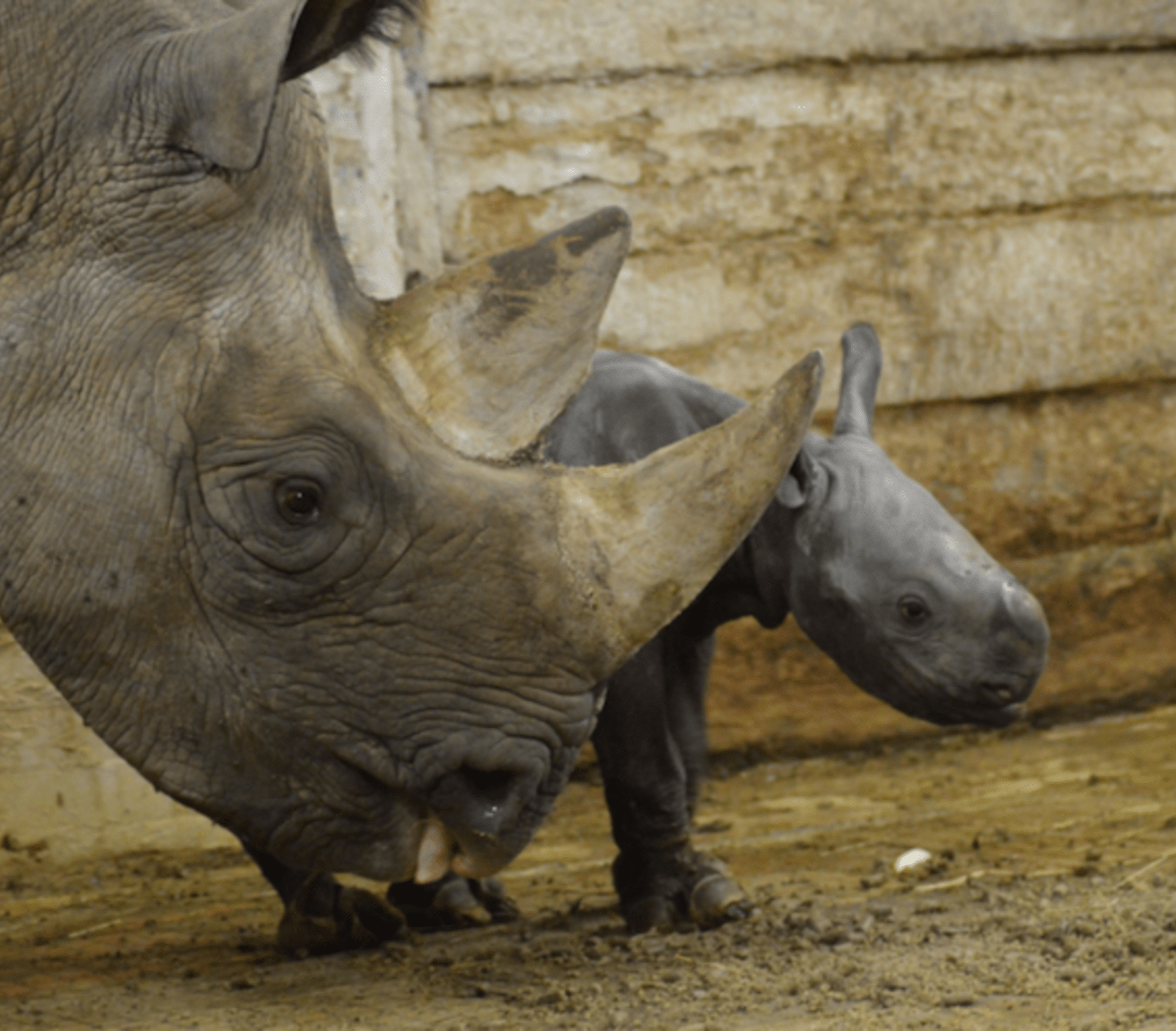 Stádo nosorožce dvourohého dvorské zoo se rozrostlo o novorozenou samičku 2