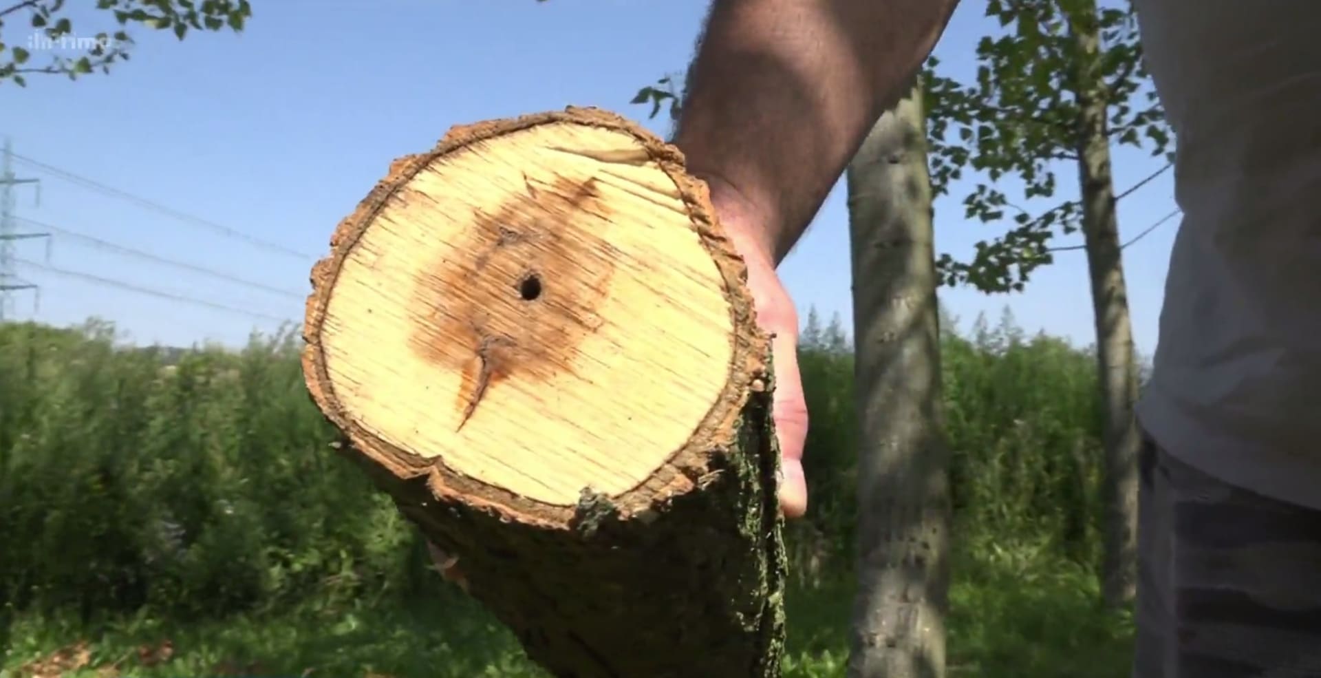 V sadě nedaleko Přerova někdo navrtal a otrávil přes 80 stromů