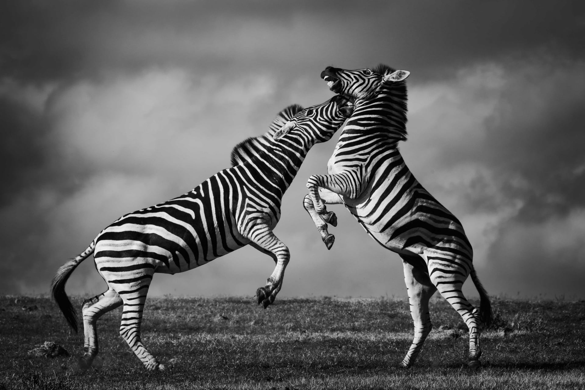 Zebra Dance