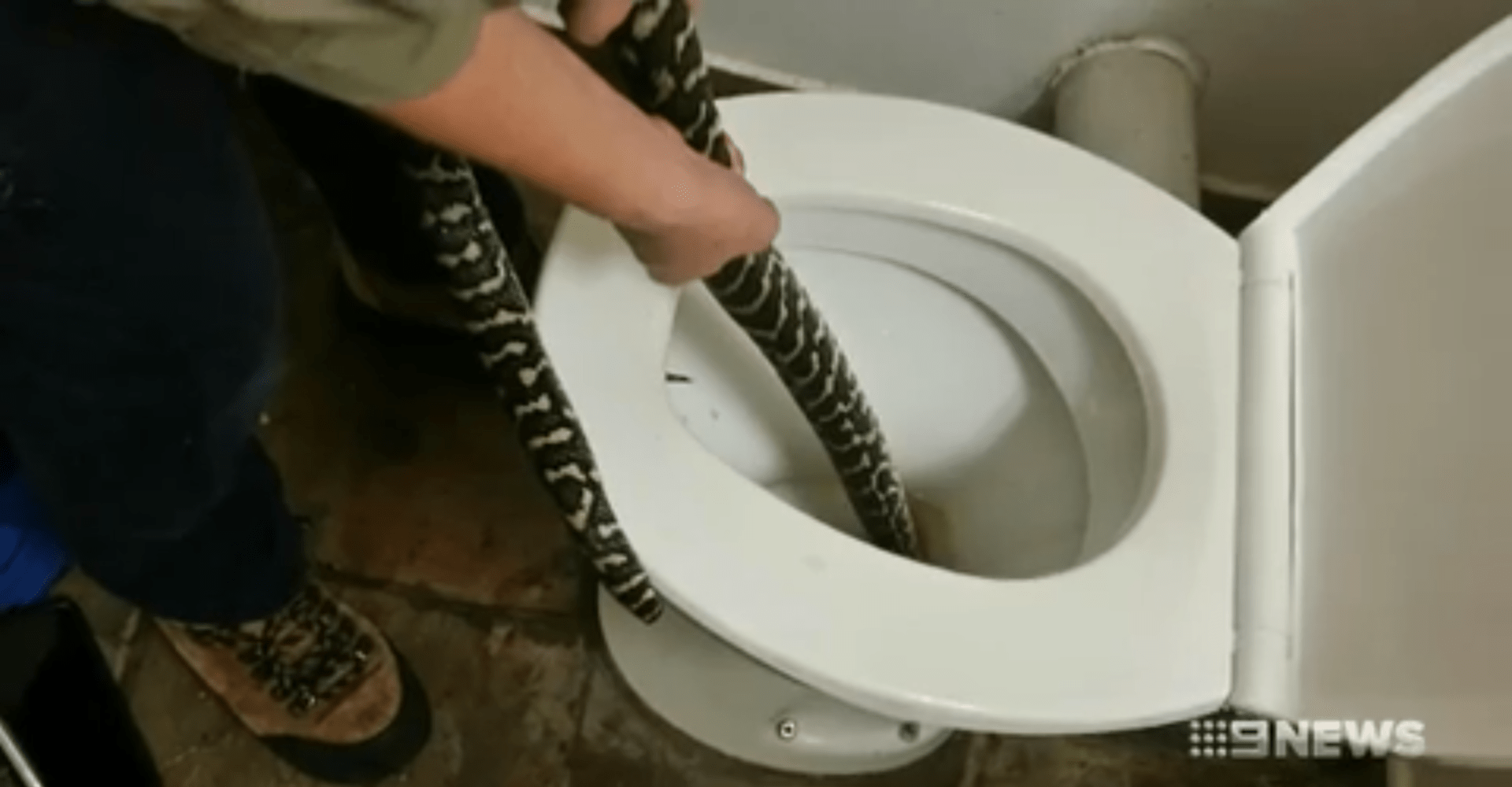 odchyt krajty ze záchodové mísy