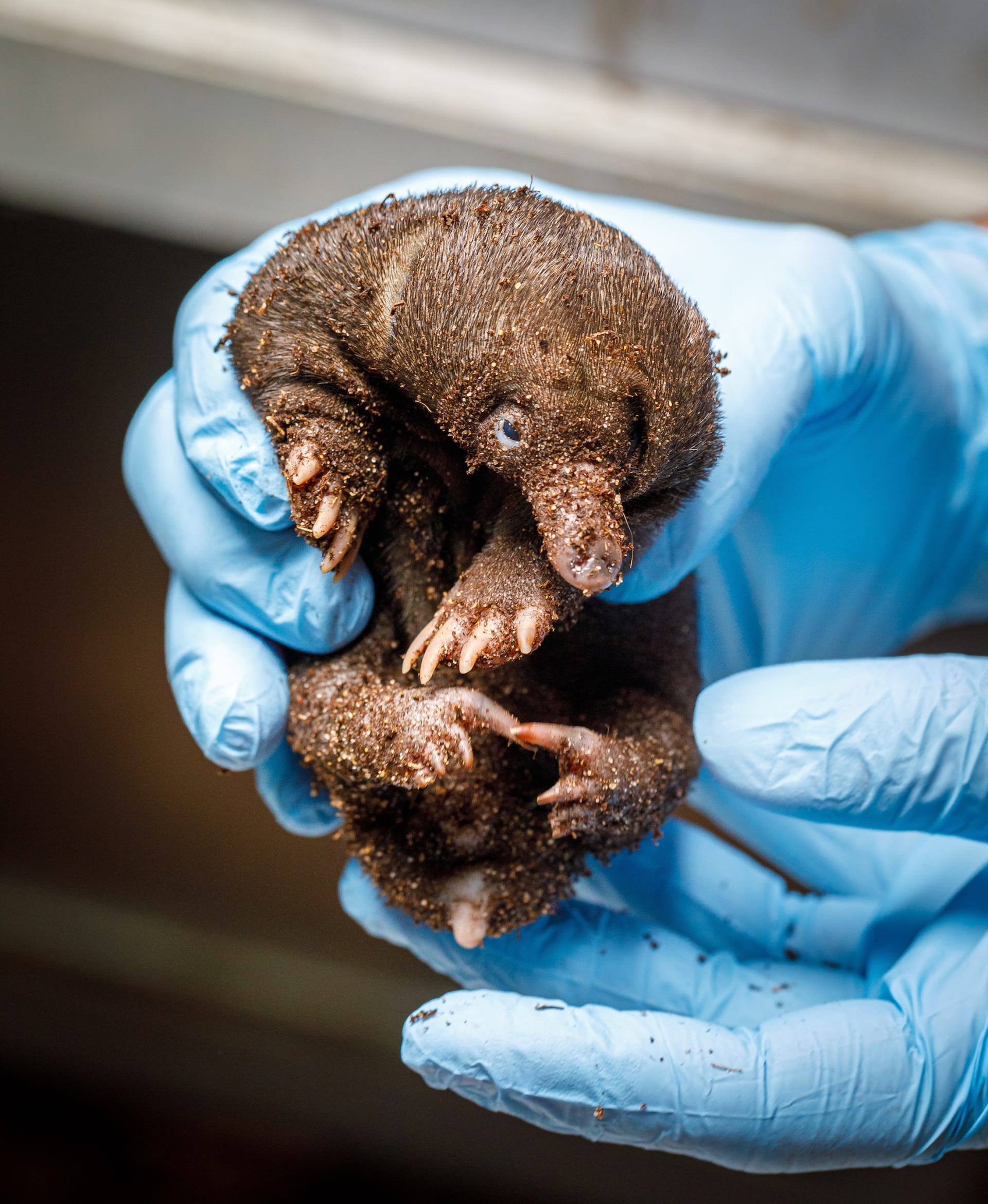 Zoo Praha odchovává první mládě ježury australské