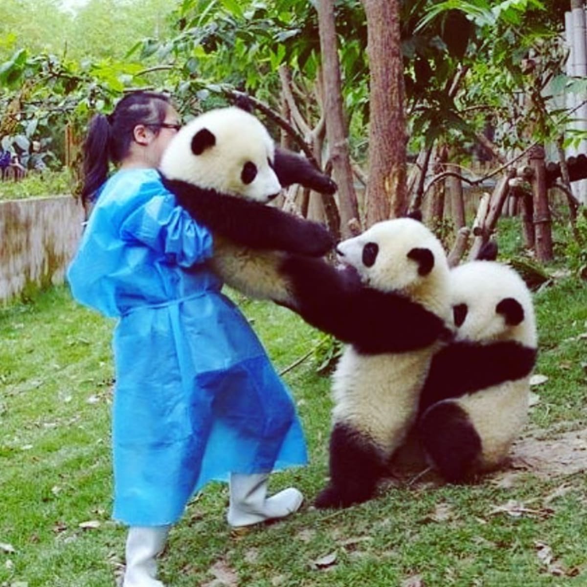Pandy umí být i pěkně svérázné