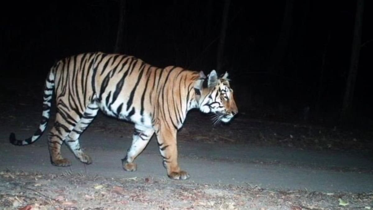 Tygr ušel přes 1000 kilometrů, aby našel lásku svého života