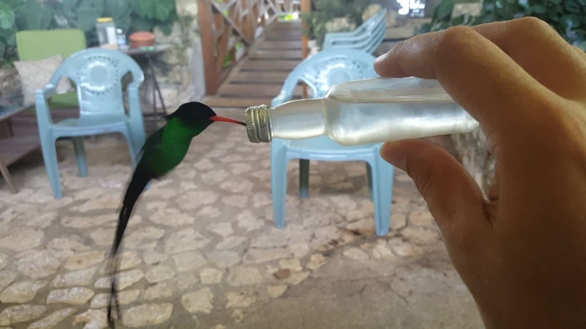 Ptačí ráj v jamajské džungli