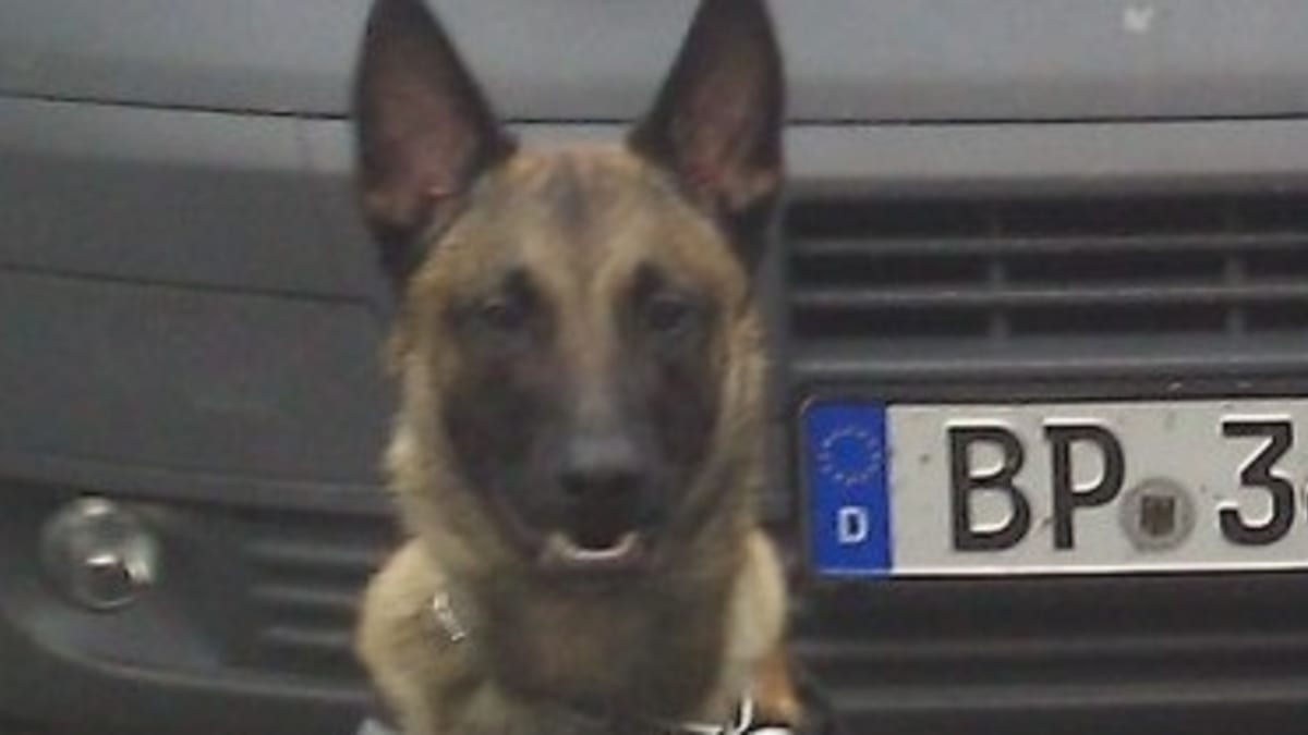 Policejní pes Ivo
